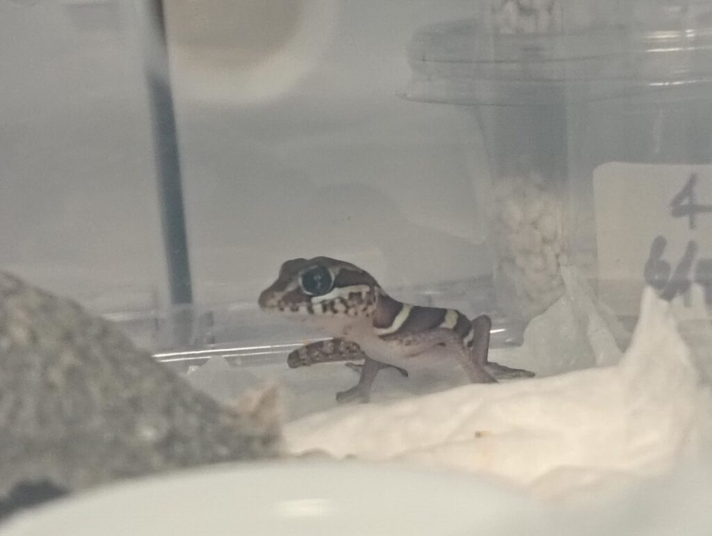 ソメワケササクレヤモリ