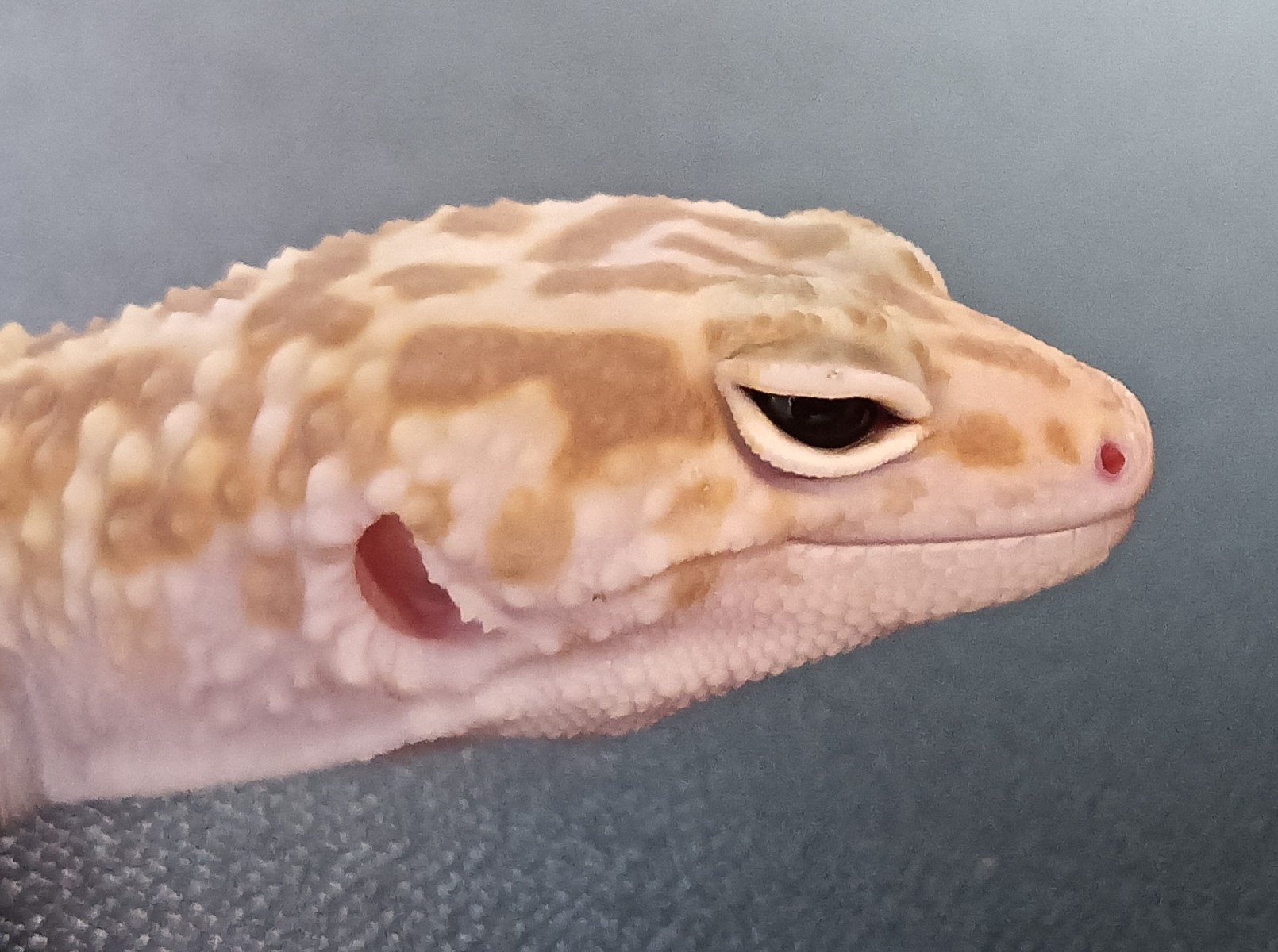 ヒョウモントカゲモドキ　HTA3125