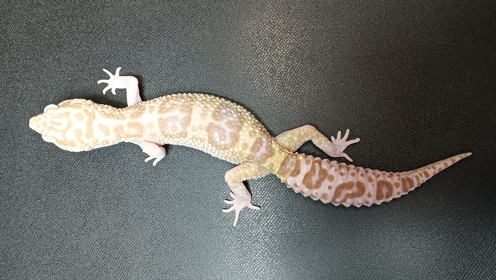 レオパ　マックスノーラプター　販売