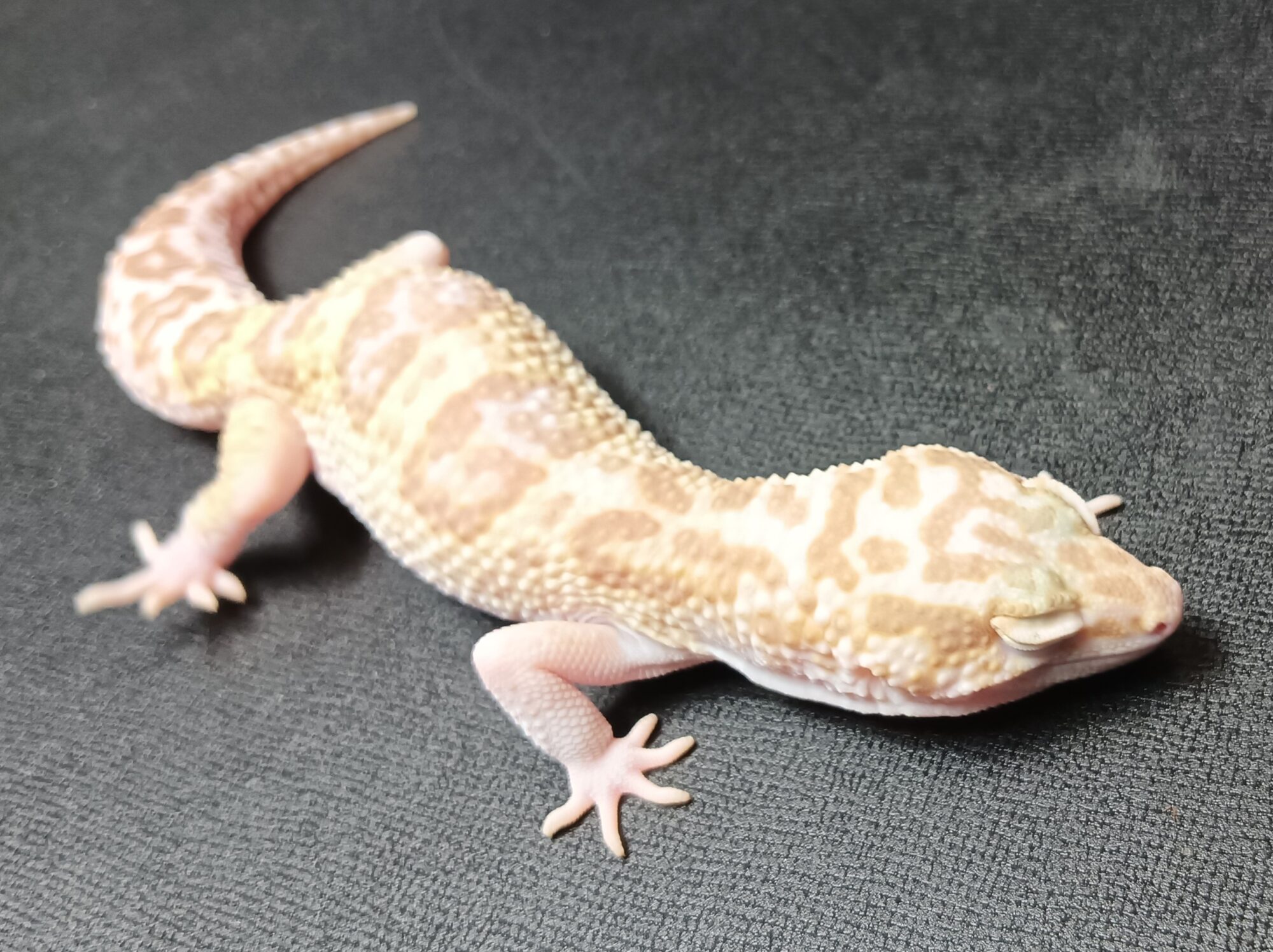 レオパ　マックスノーラプター　販売