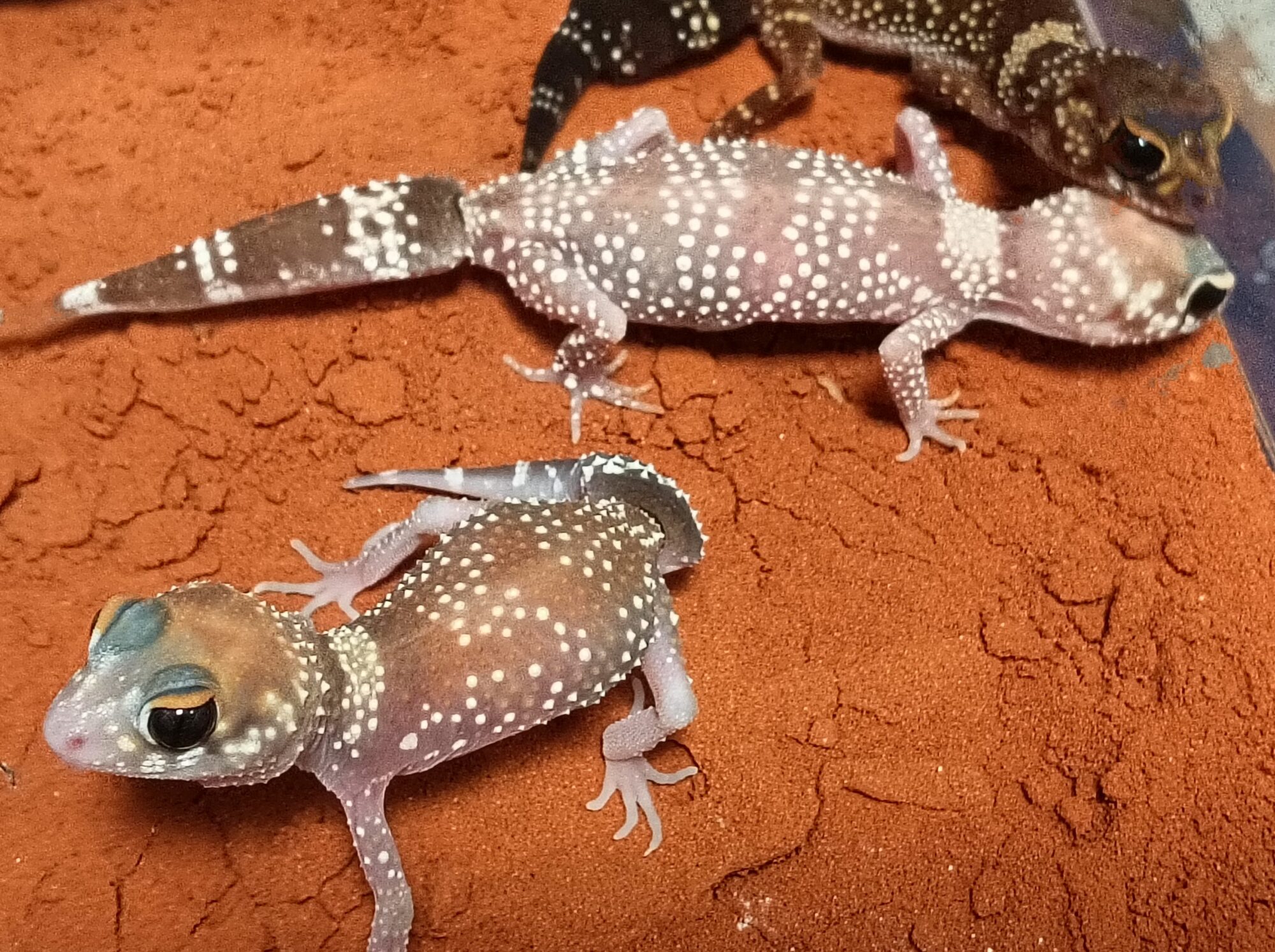 アンダーウッディサウルス・ミリー