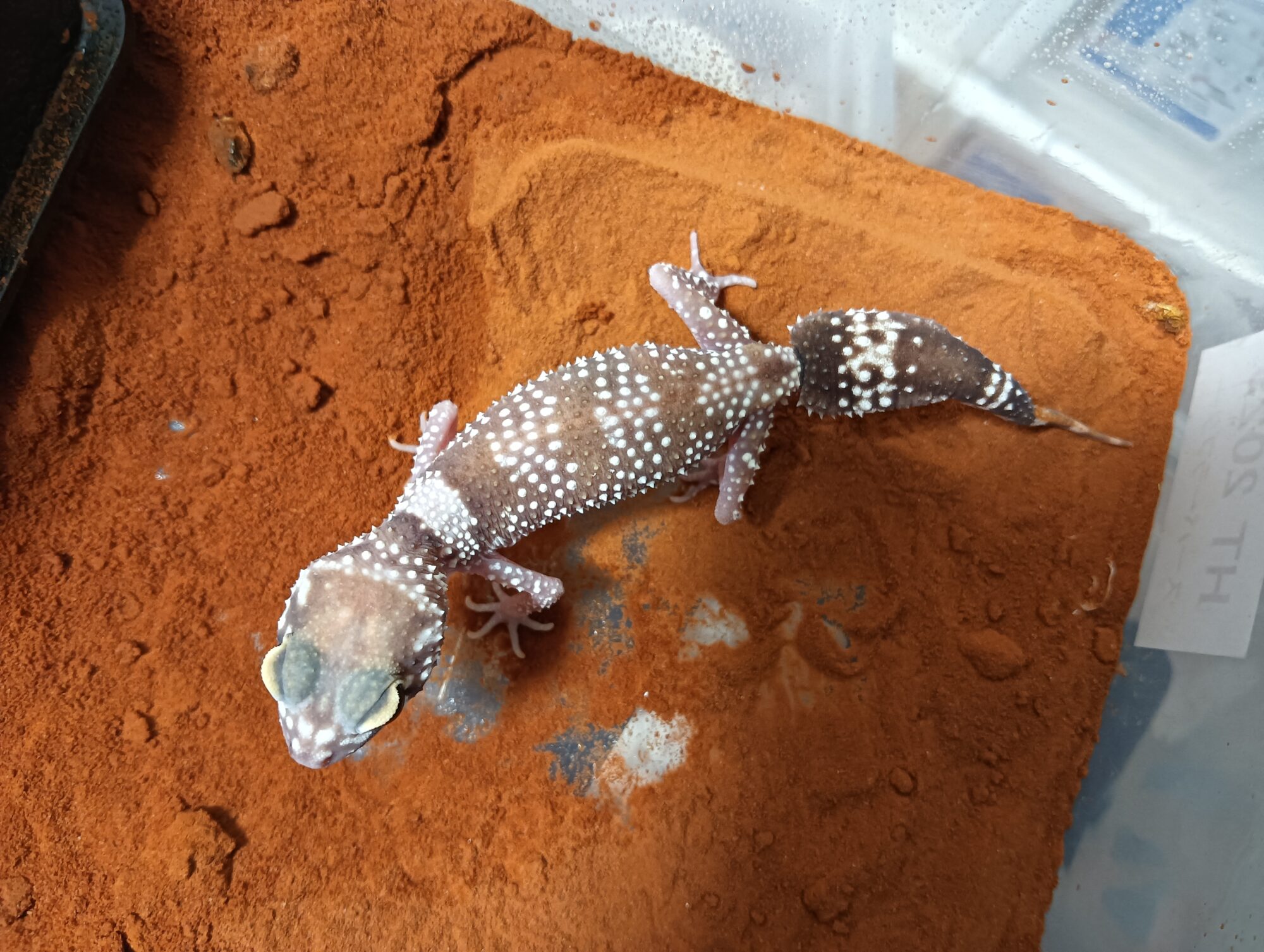 ANIMA’s FARM〝 Geckobooth 〟便り
