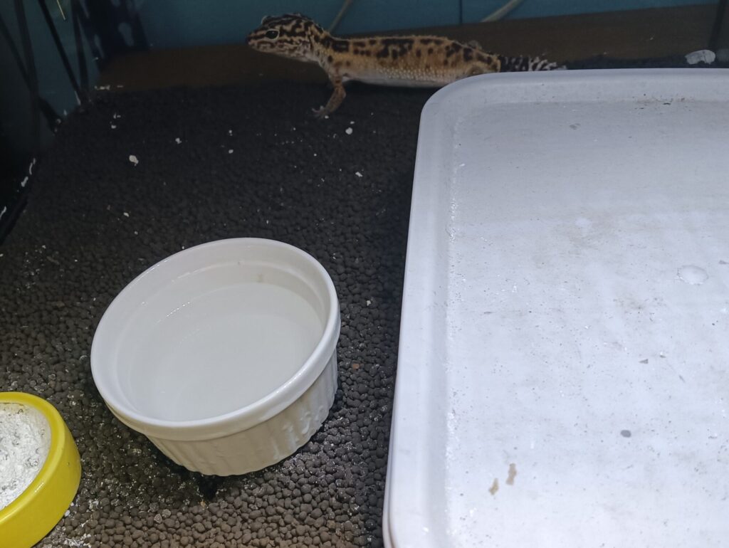 オバケトカゲモドキ