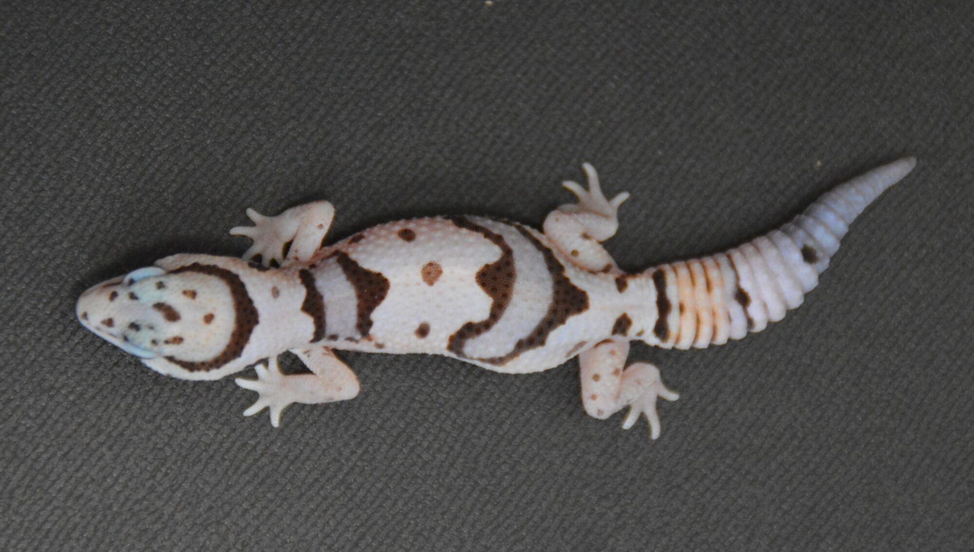 New Arrivals : Reptile Bank CB
