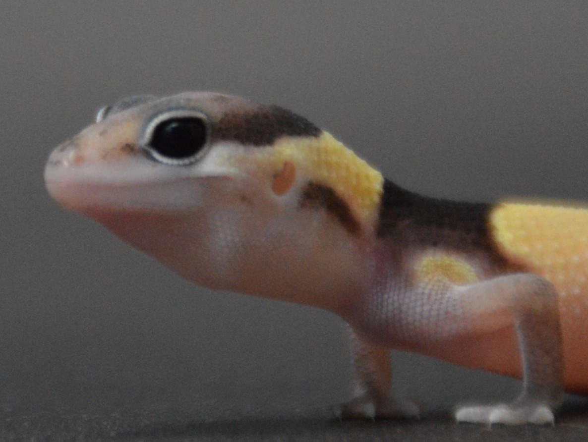 ニシアフリカトカゲモドキ　NTA2725