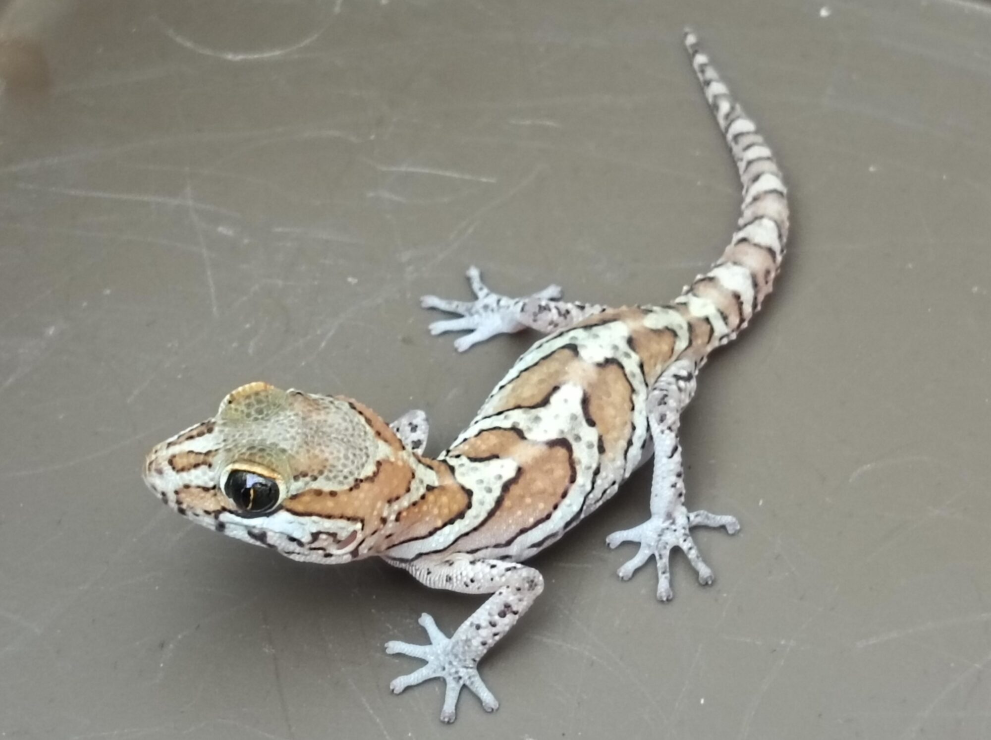 ソメワケササクレヤモリ