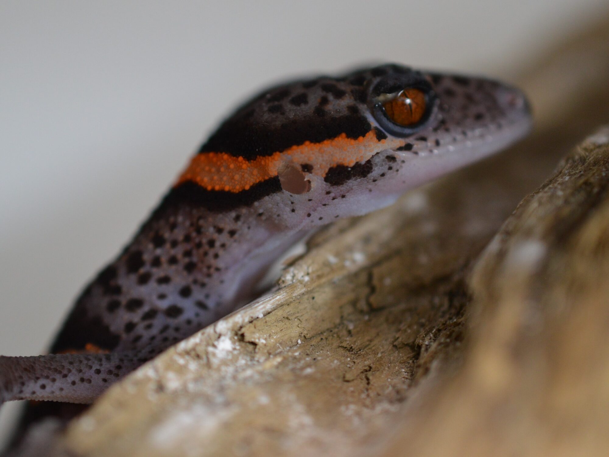 ゴマバラトカゲモドキ