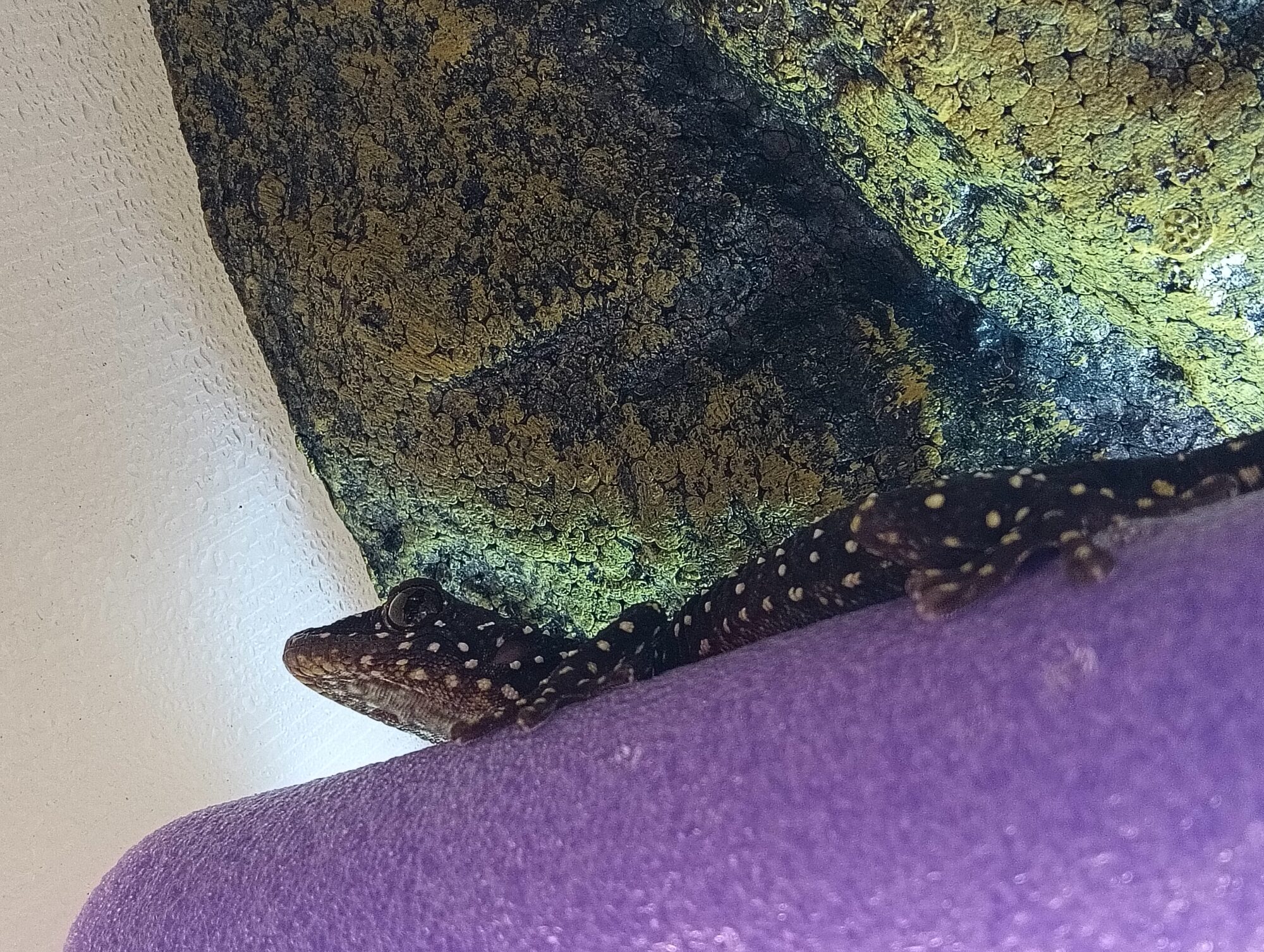 ANIMA’s FARM〝 Geckobooth 〟便り