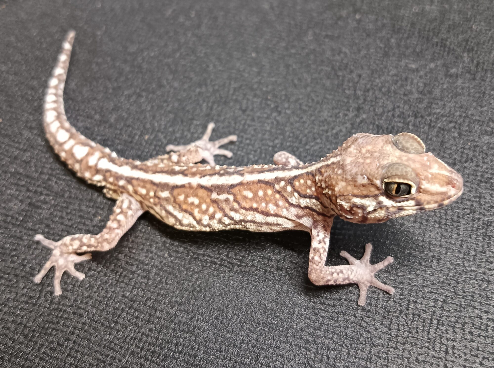 ソメワケササクレヤモリ　販売