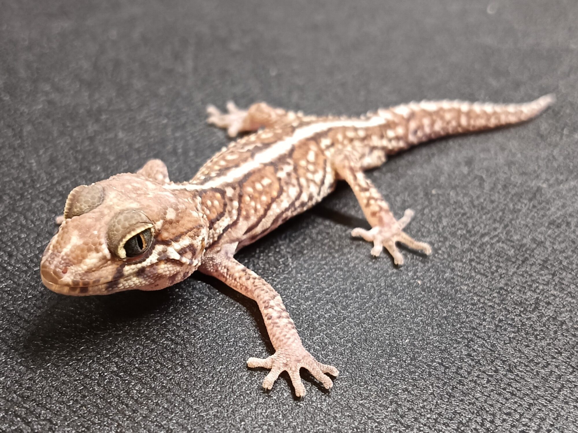 ソメワケササクレヤモリ　SSA1025