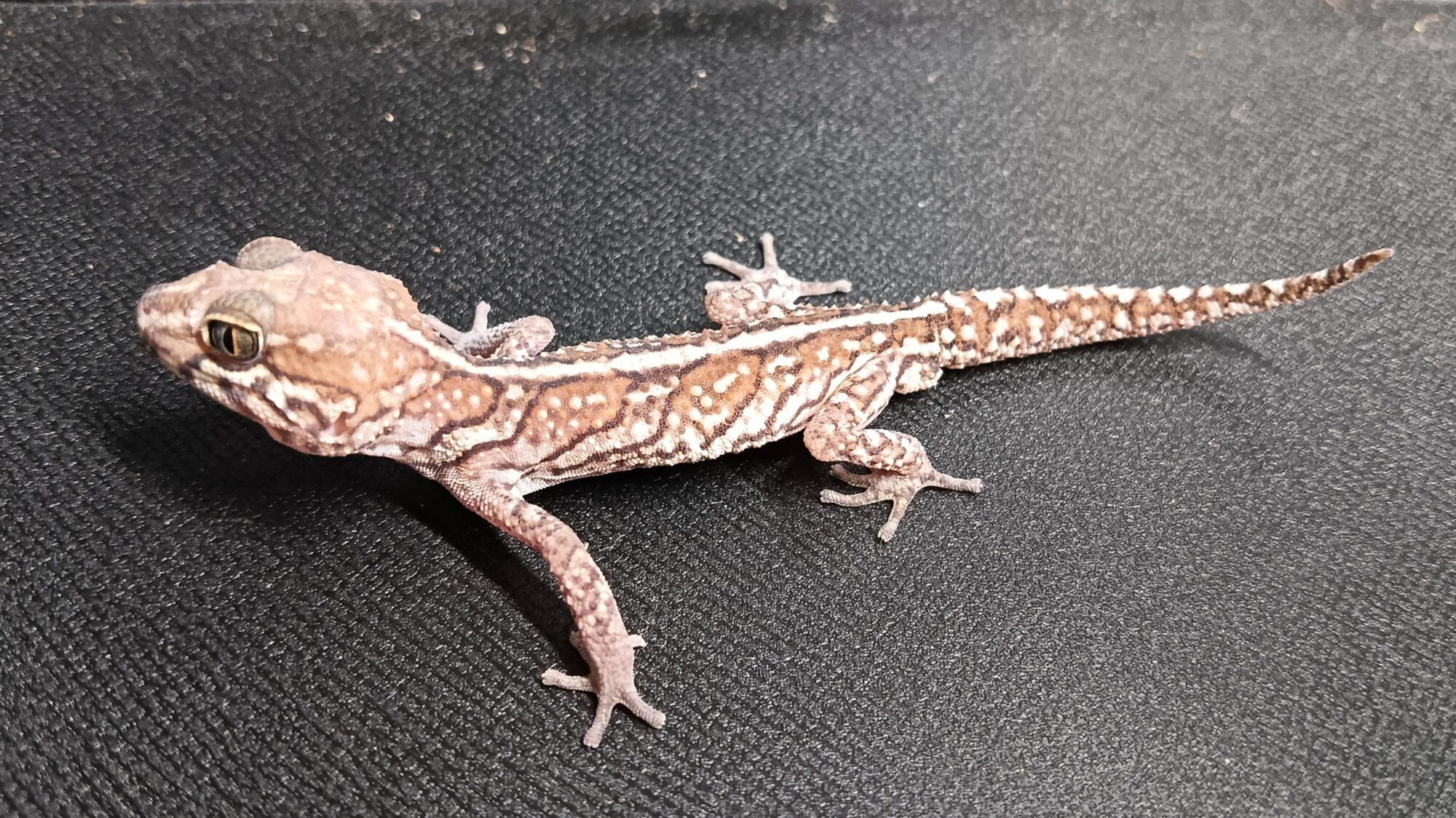 ソメワケササクレヤモリ　販売