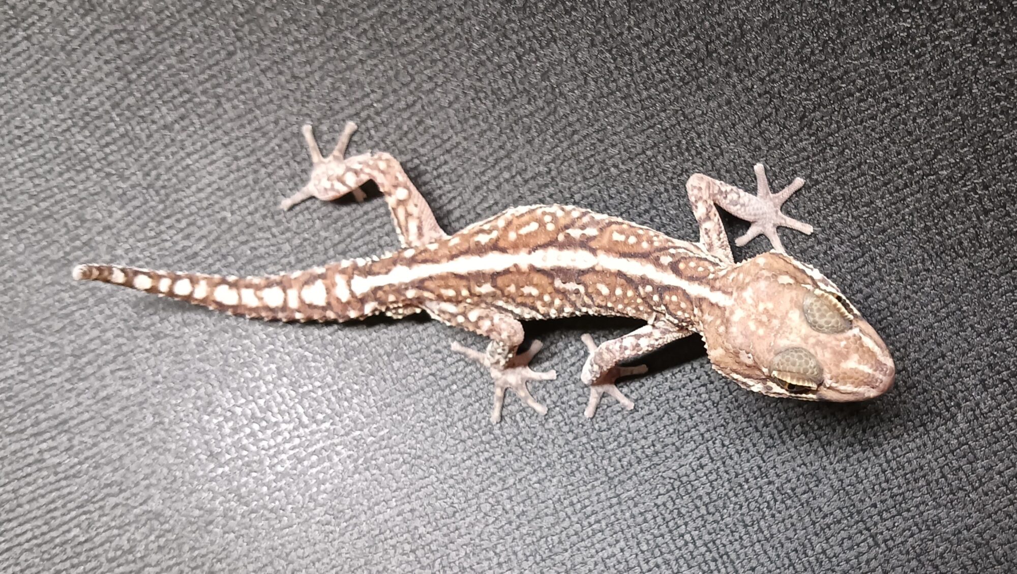 ソメワケササクレヤモリ　販売