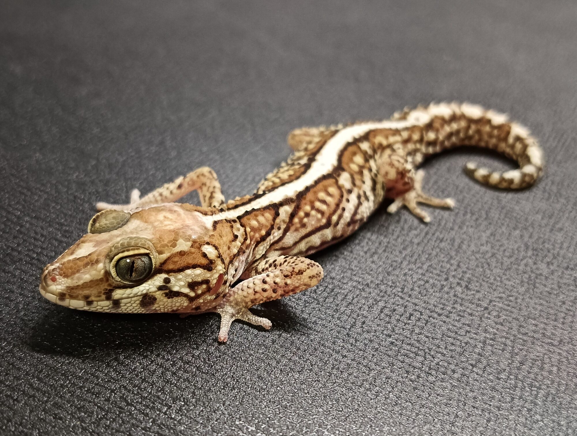 ソメワケササクレヤモリ　SSA1125