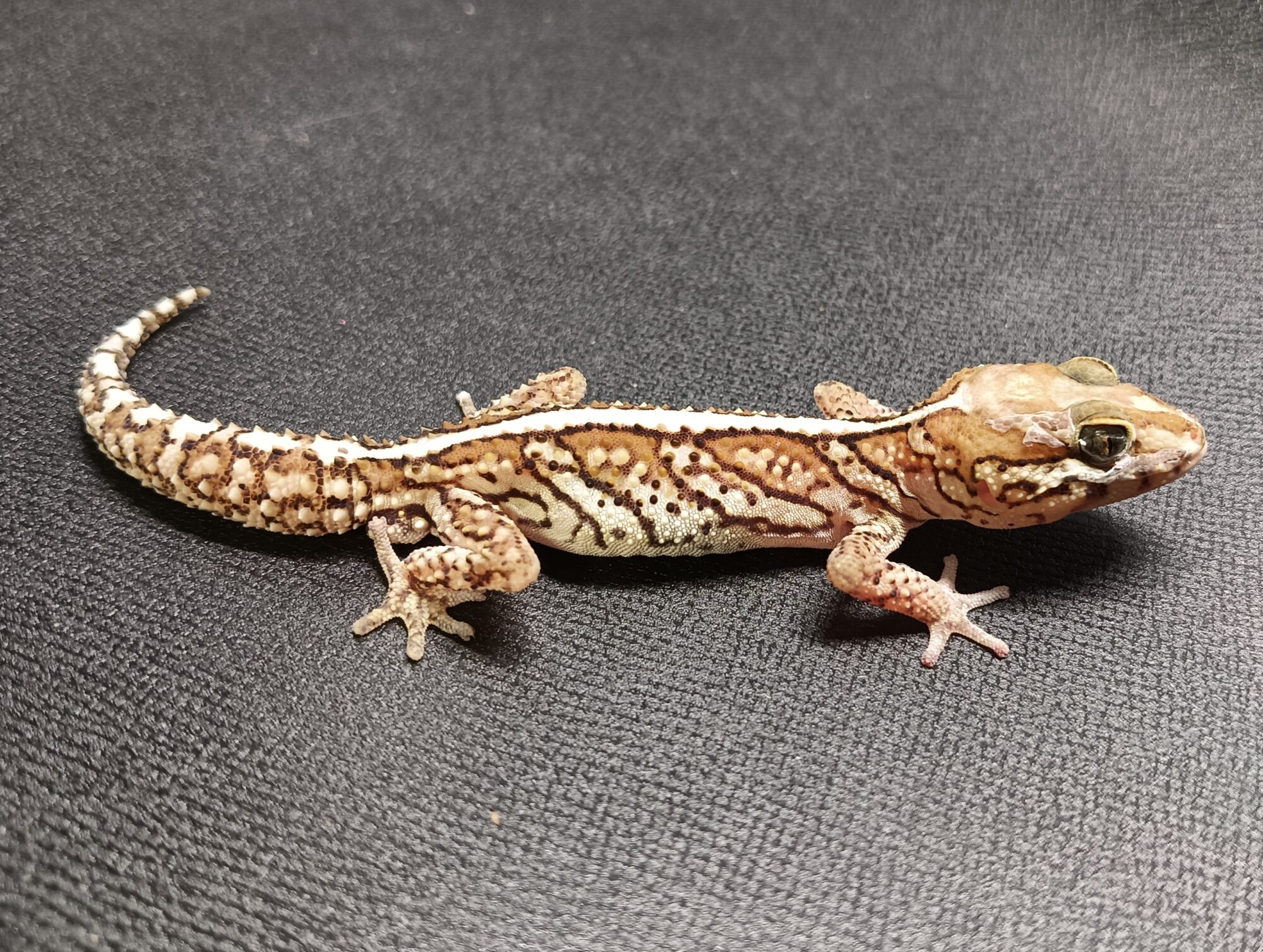 ソメワケササクレヤモリ 販売