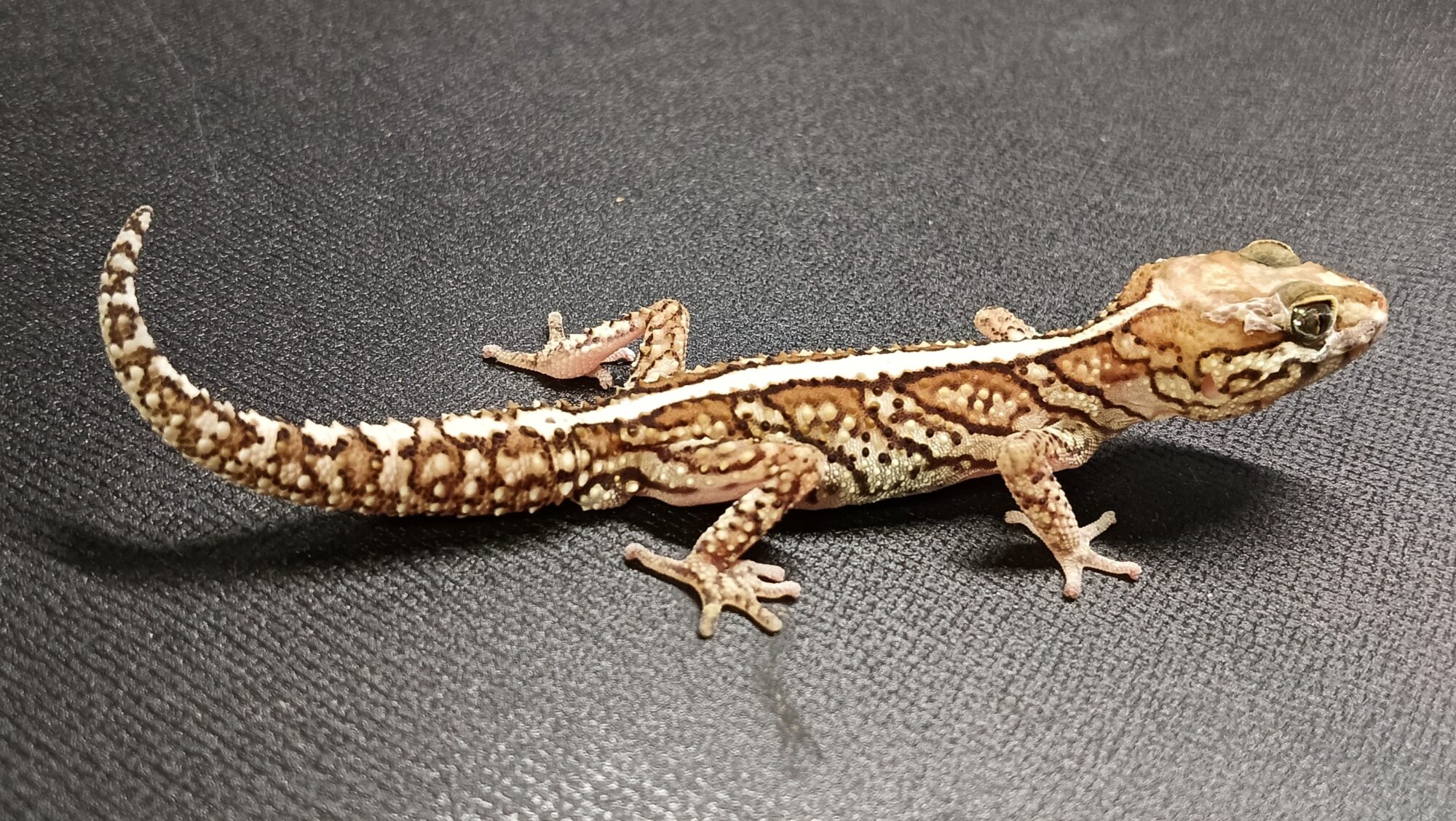 ソメワケササクレヤモリ 販売