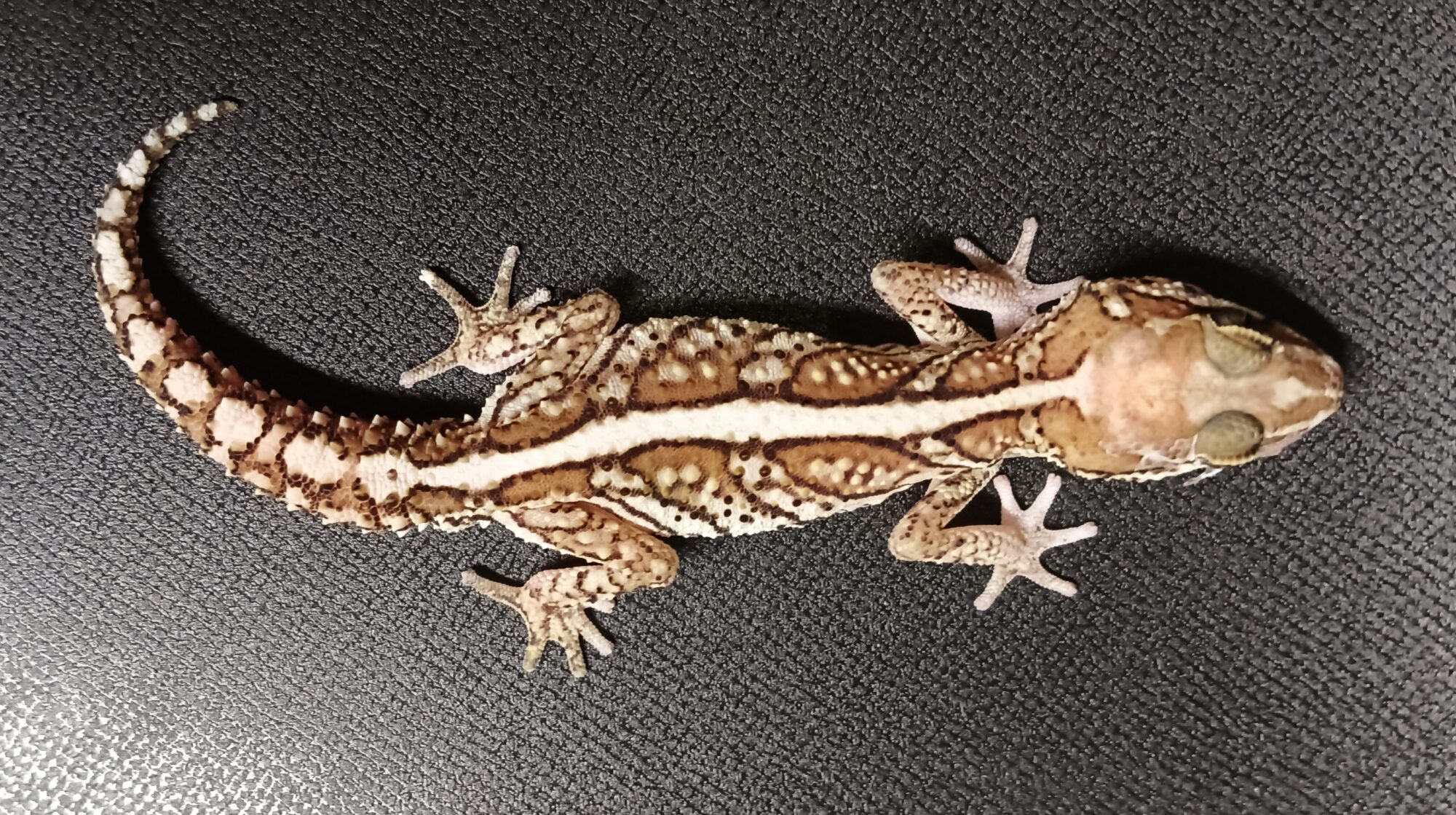 ソメワケササクレヤモリ 販売