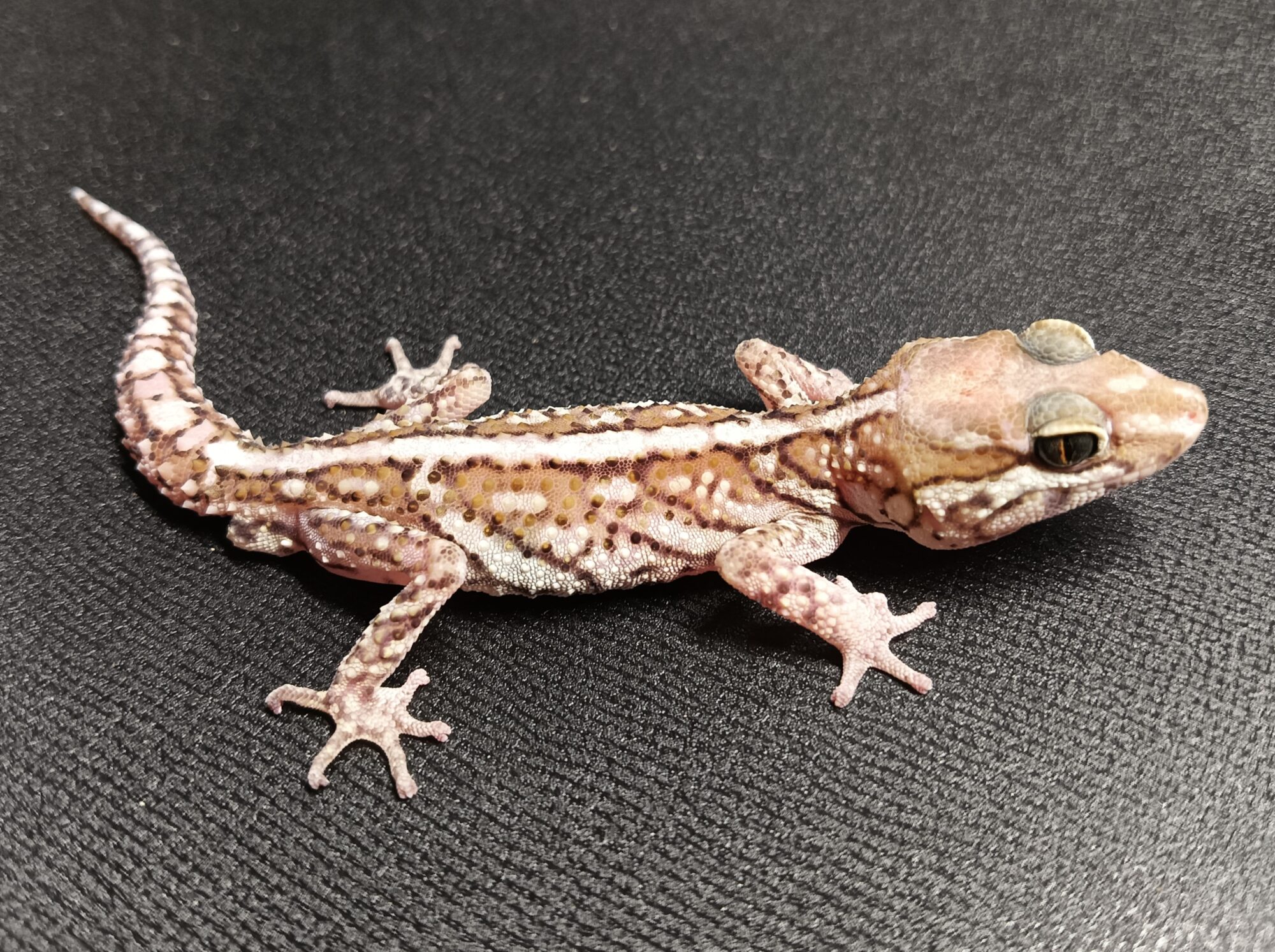 ソメワケササクレヤモリ　SSA1225