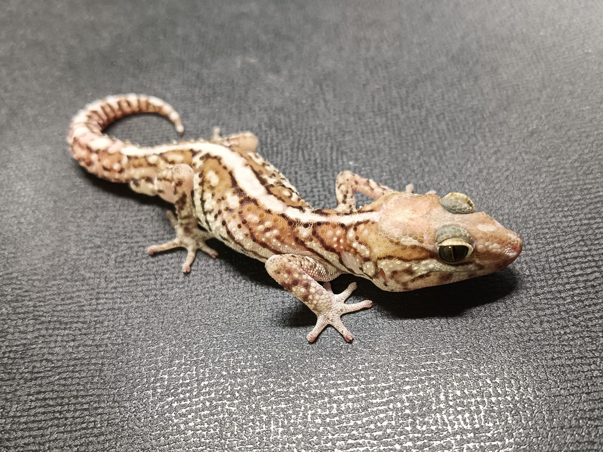 ソメワケササクレヤモリ 販売