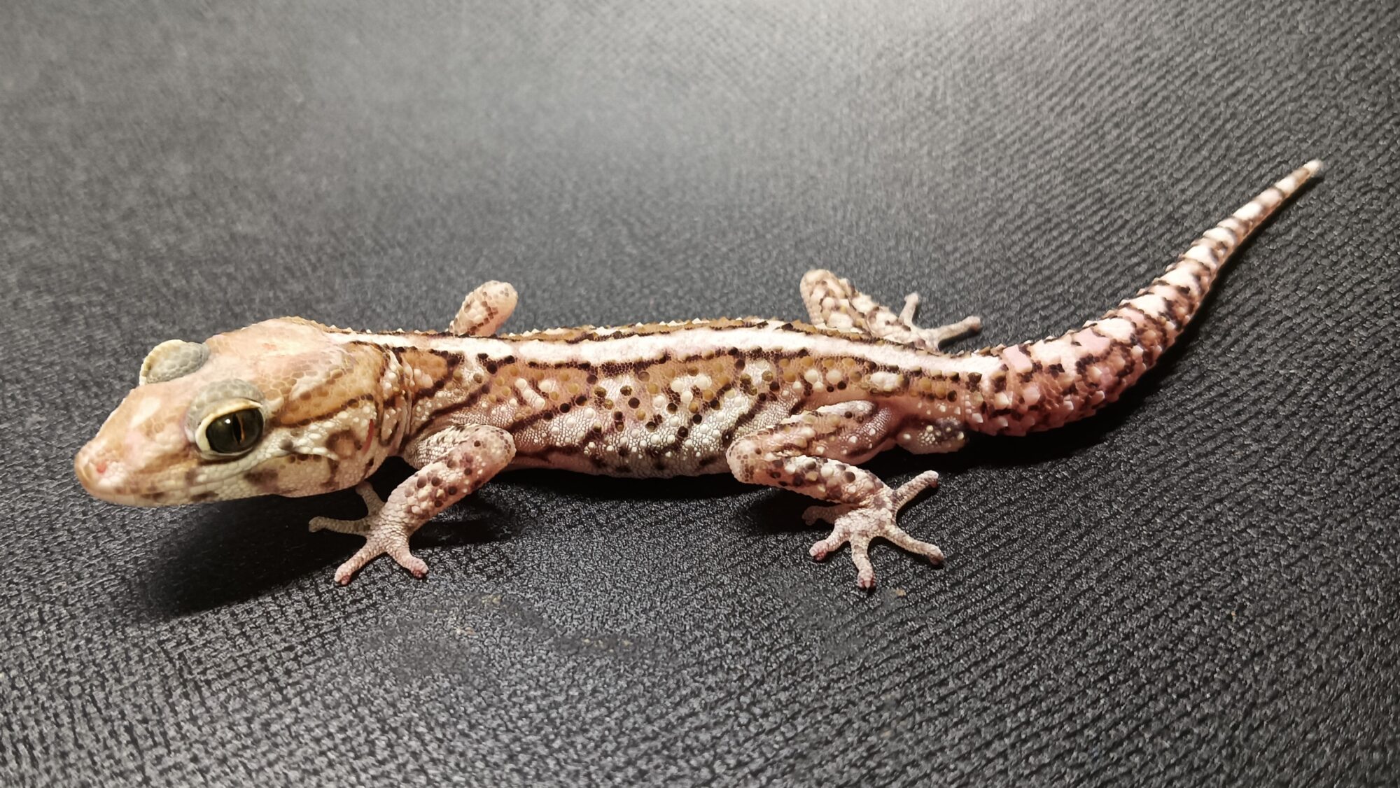 ソメワケササクレヤモリ 販売