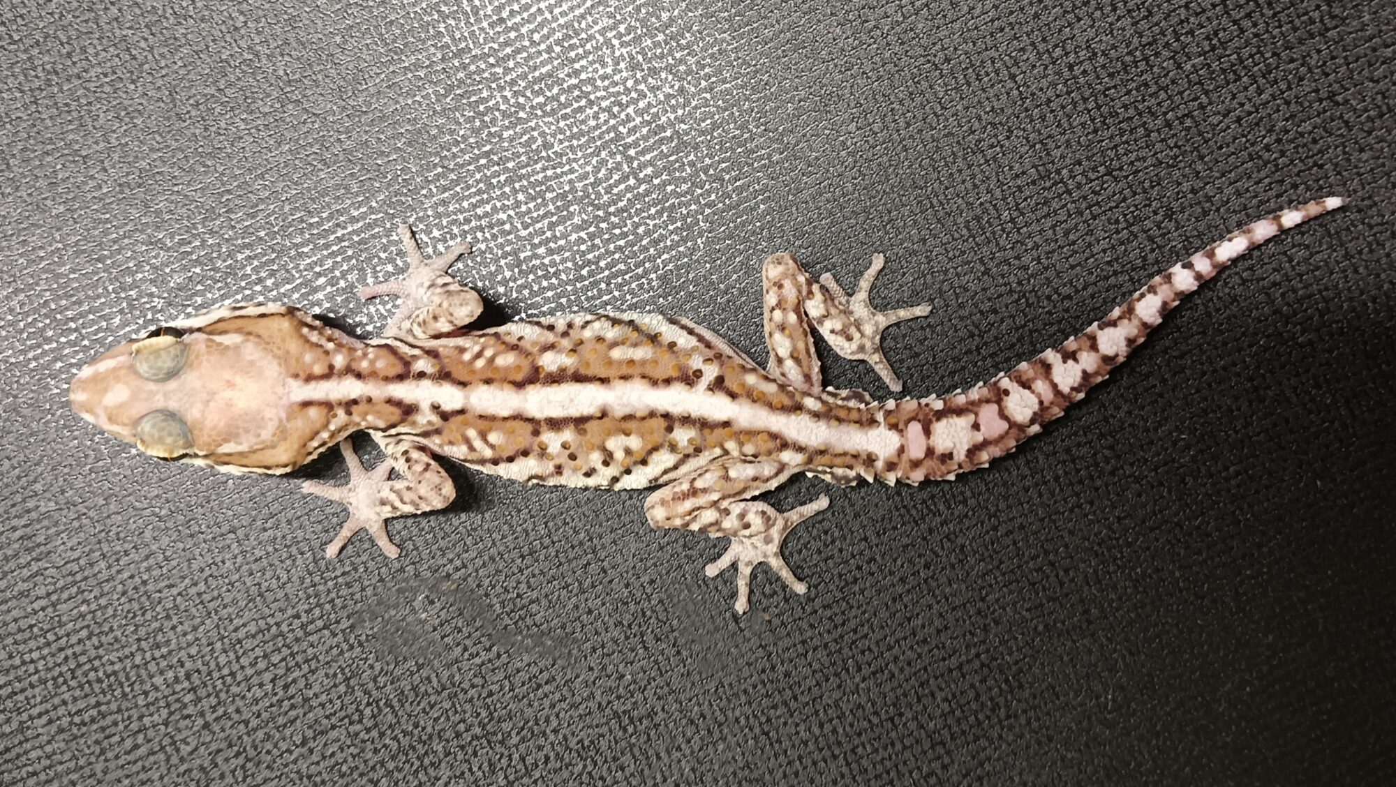 ソメワケササクレヤモリ 販売