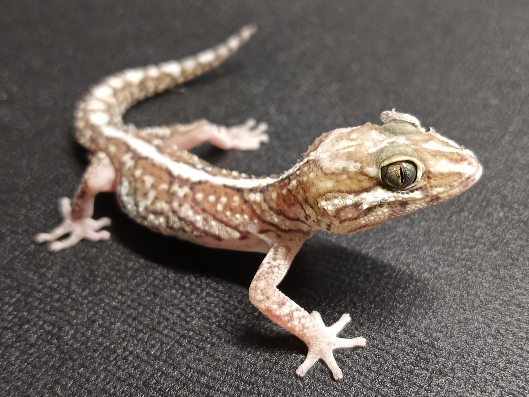 ソメワケササクレヤモリ　SSA1325