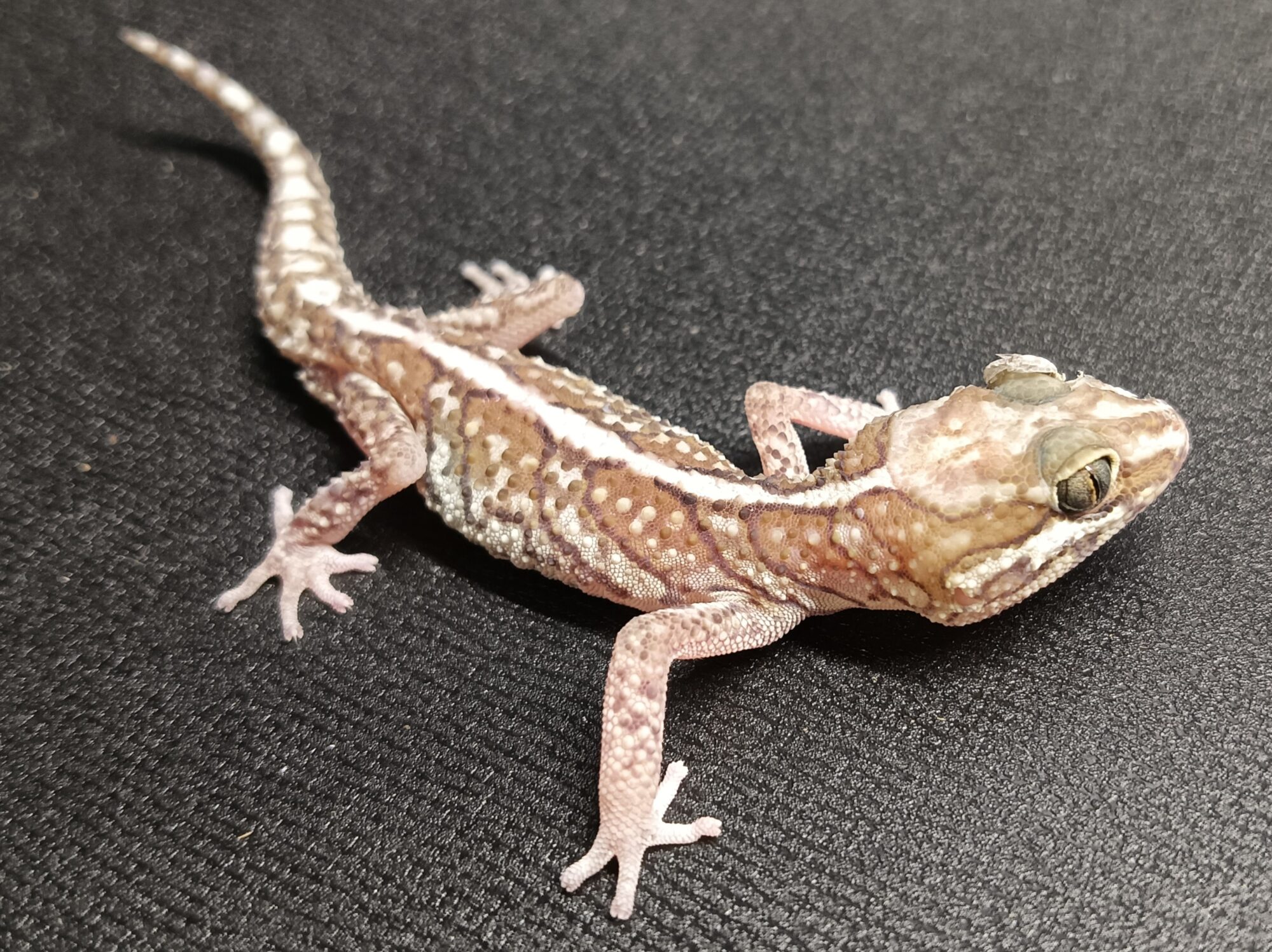 ソメワケササクレヤモリ 販売