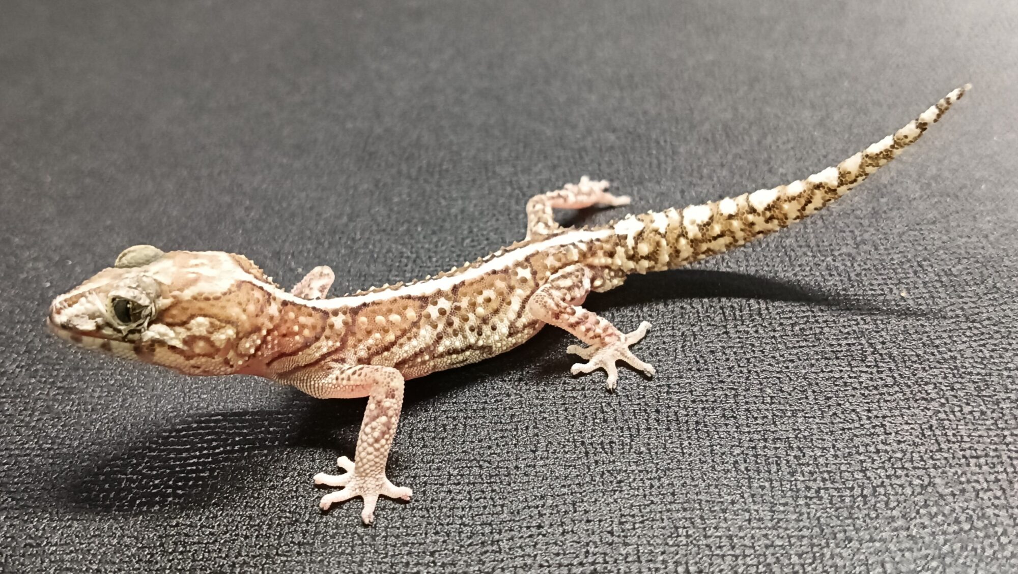 ソメワケササクレヤモリ 販売