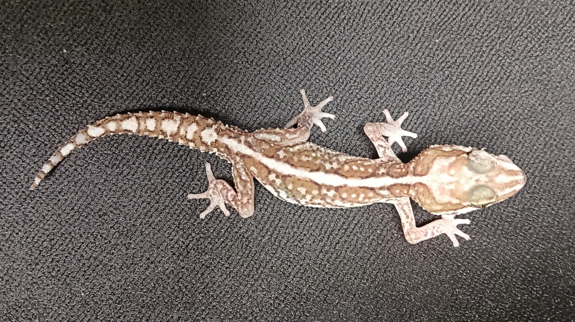 ソメワケササクレヤモリ 販売