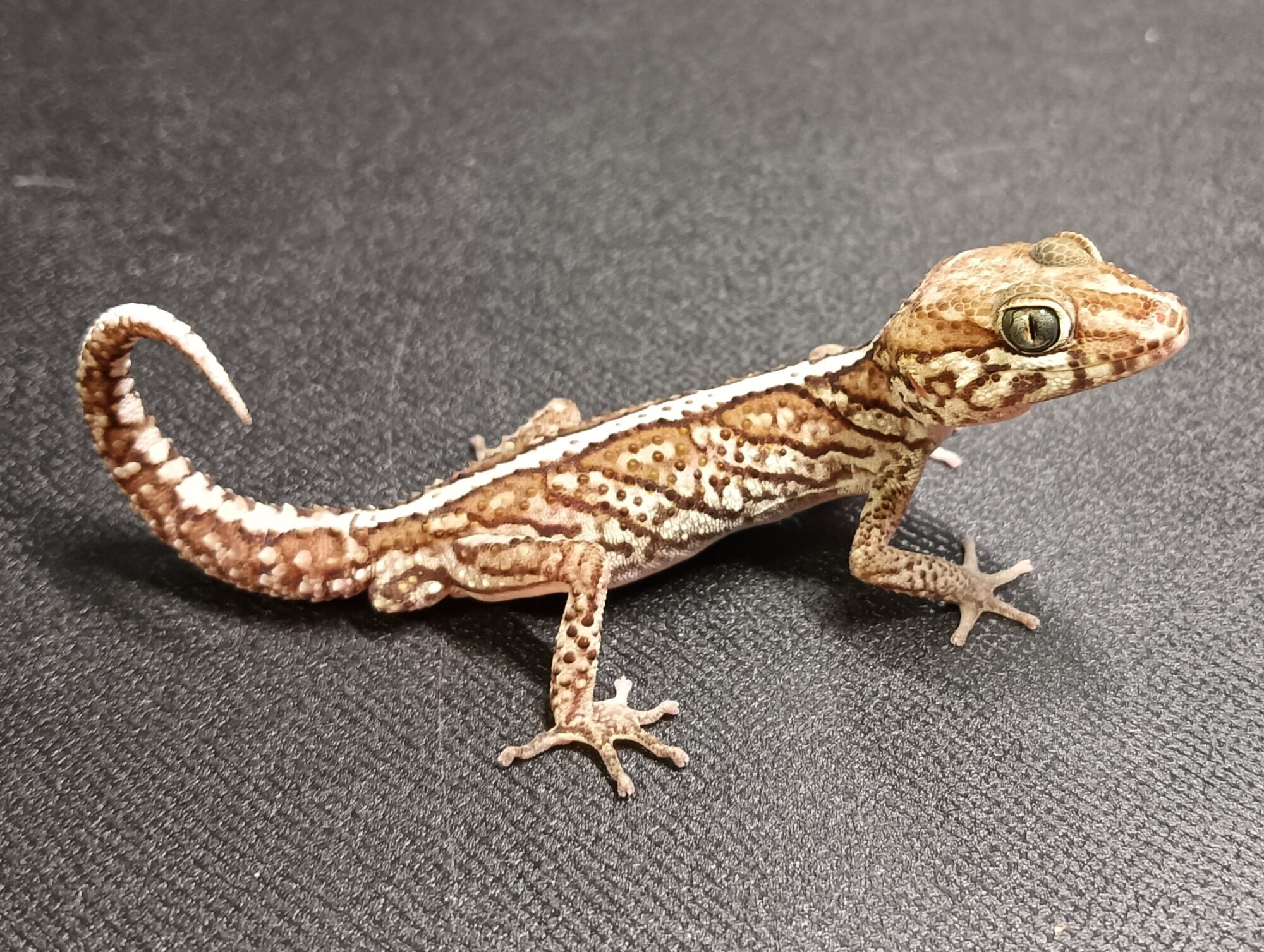 ソメワケササクレヤモリ　販売