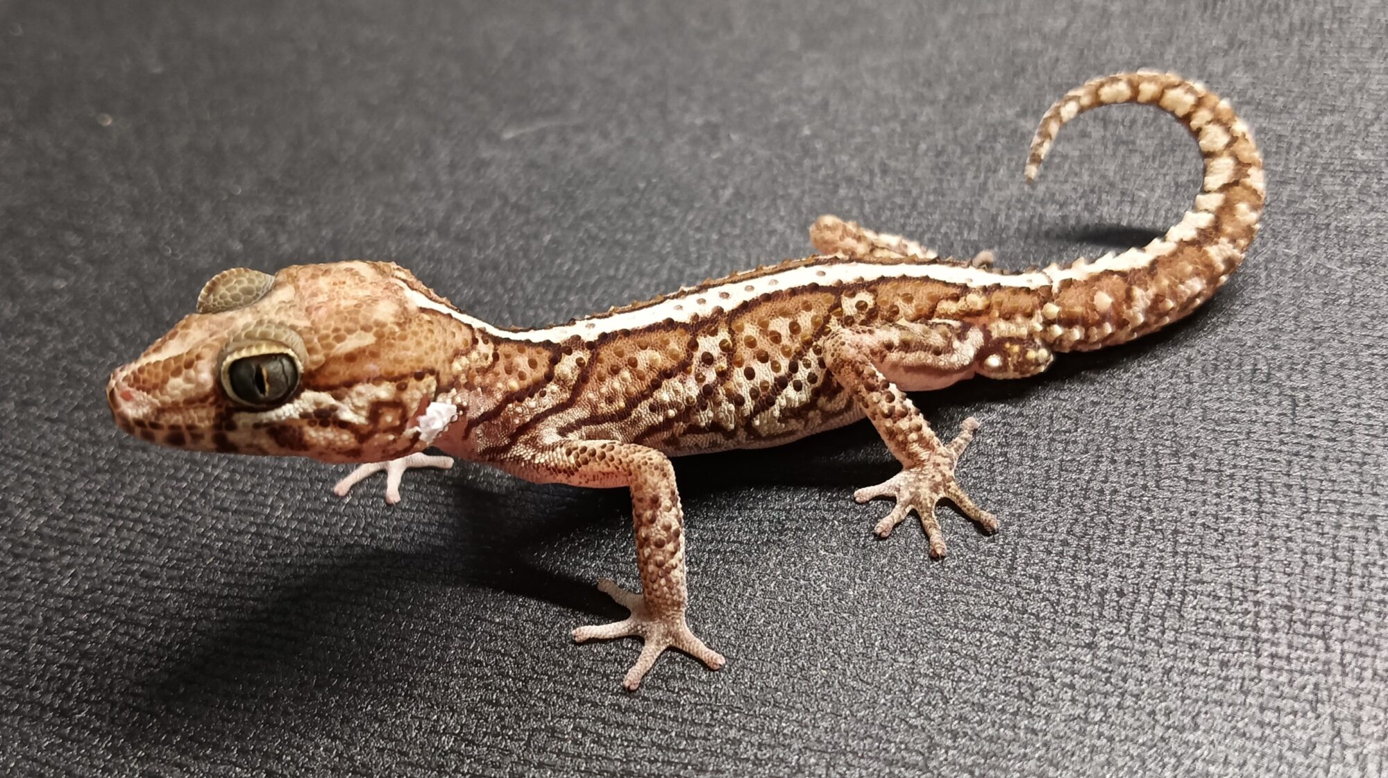 ソメワケササクレヤモリ　販売