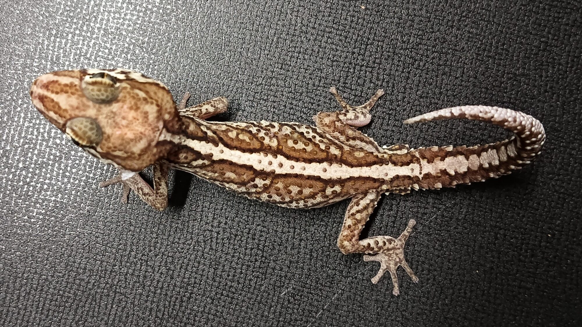 ソメワケササクレヤモリ　販売