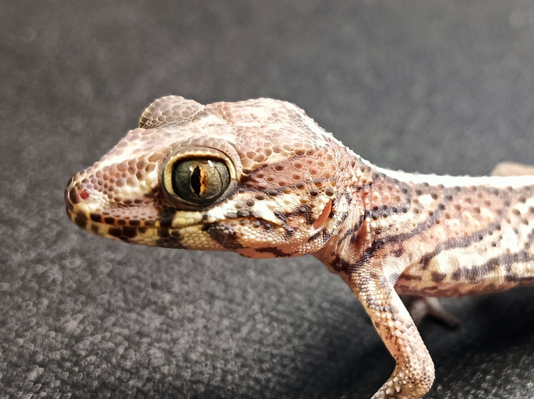 ソメワケササクレヤモリ　SSA1625