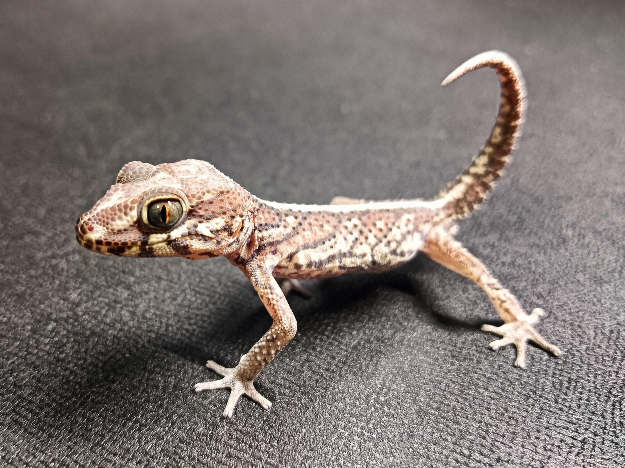 ソメワケササクレヤモリ 販売