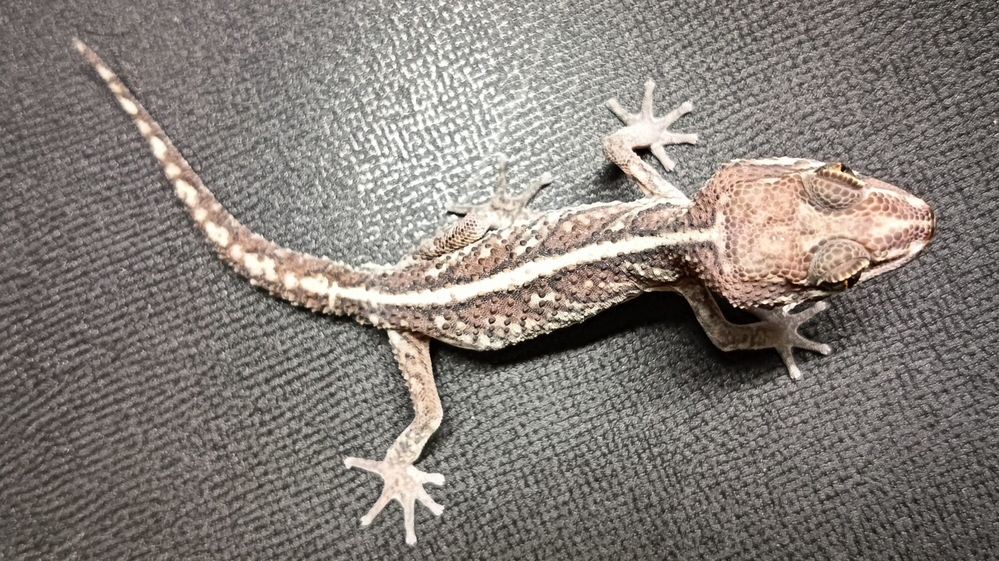 ソメワケササクレヤモリ 販売