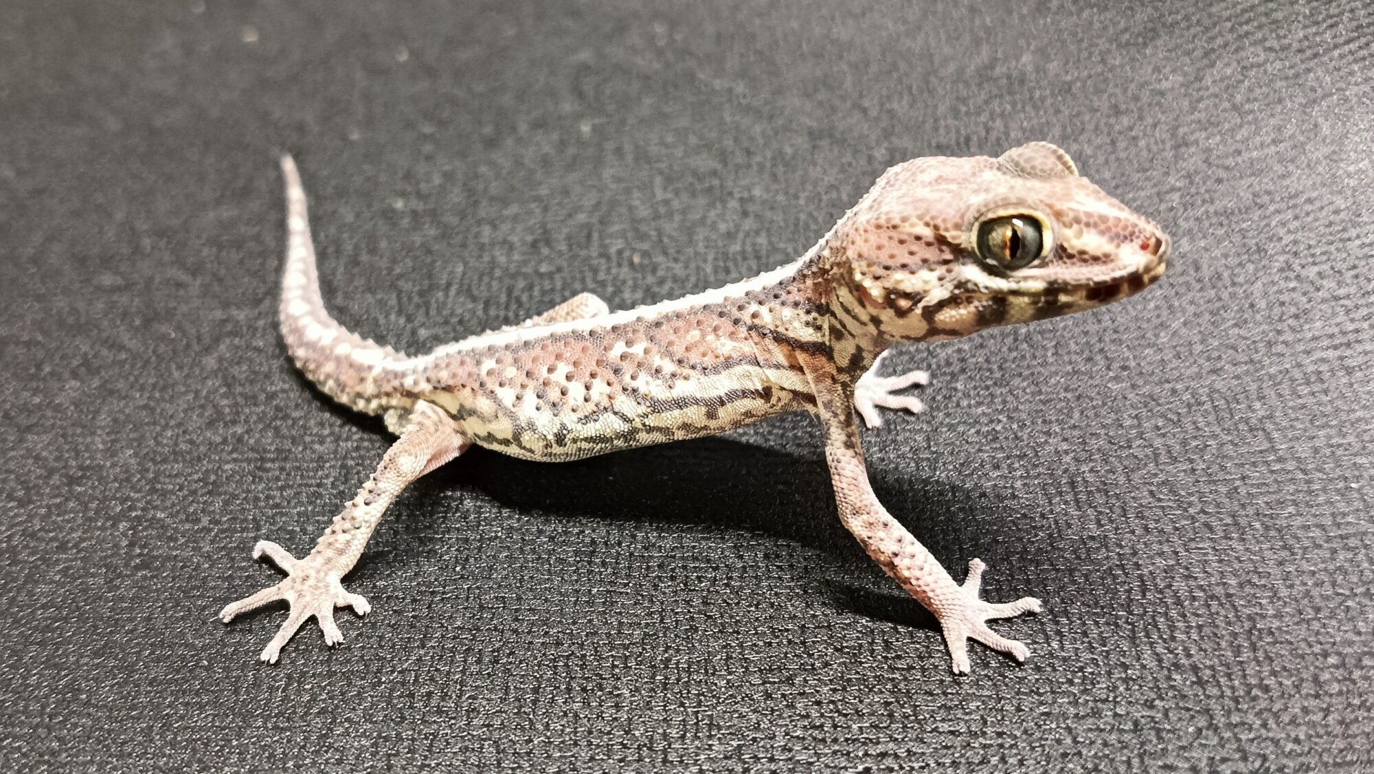 ソメワケササクレヤモリ 販売