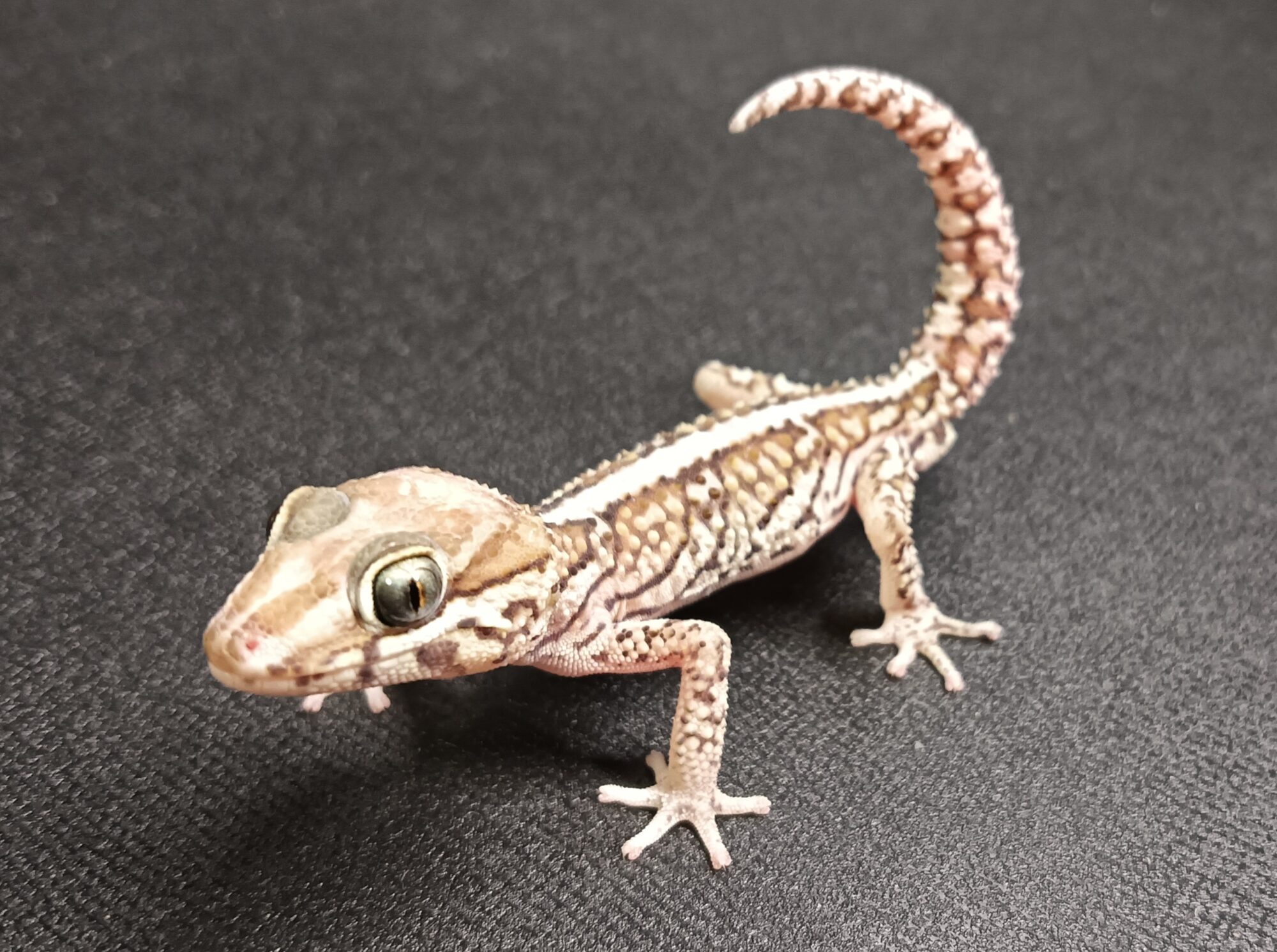 ソメワケササクレヤモリ　SSA1725