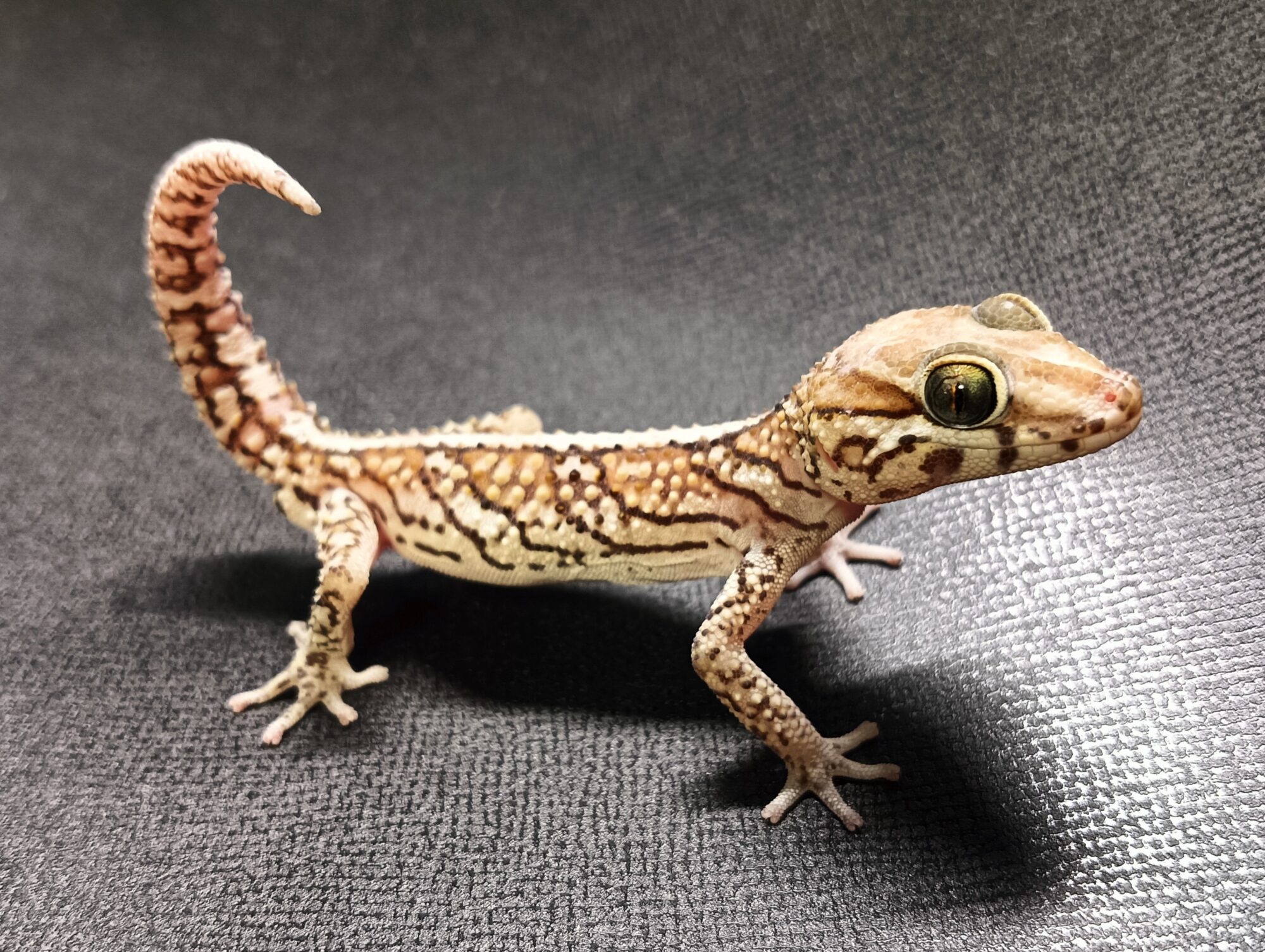 ソメワケササクレヤモリ 販売