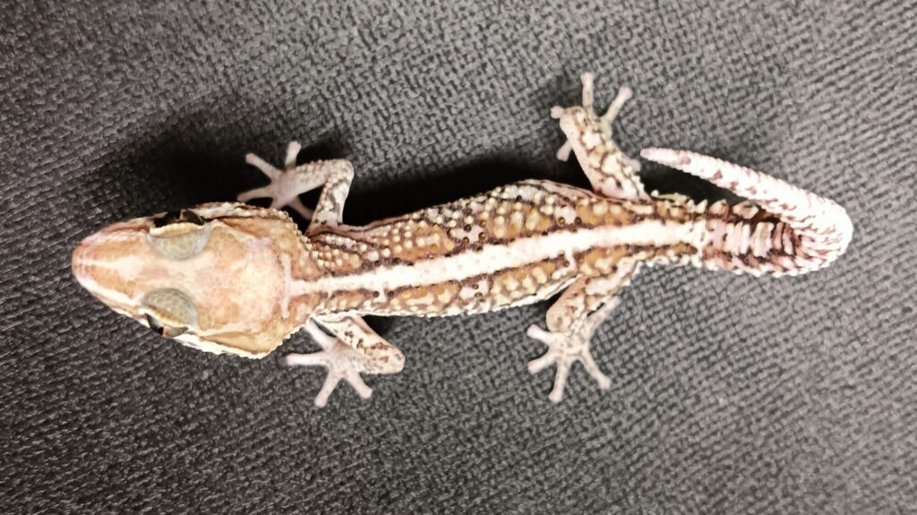 ソメワケササクレヤモリ 販売