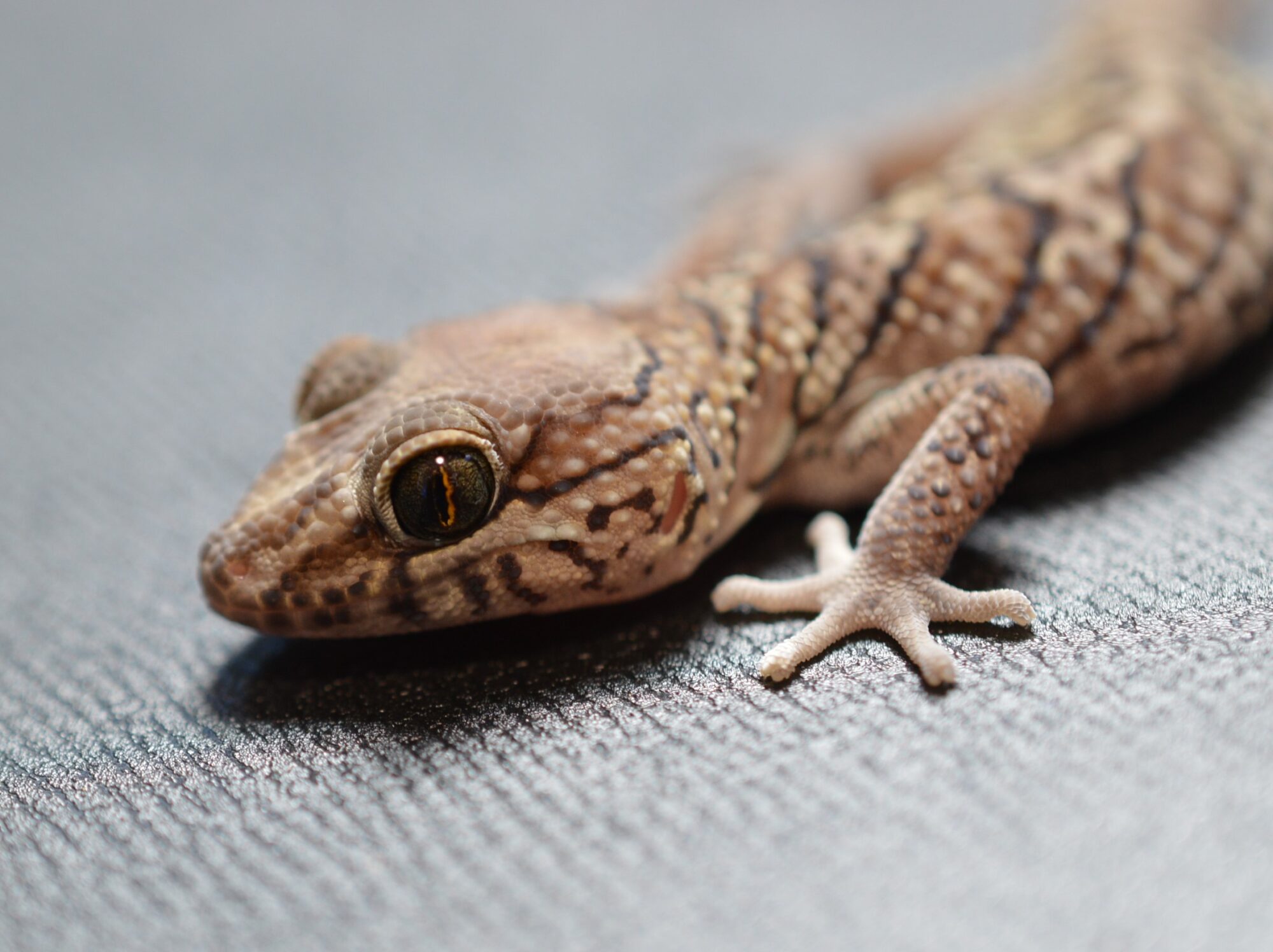 ANIMA’s FARM〝 Geckobooth 〟便り