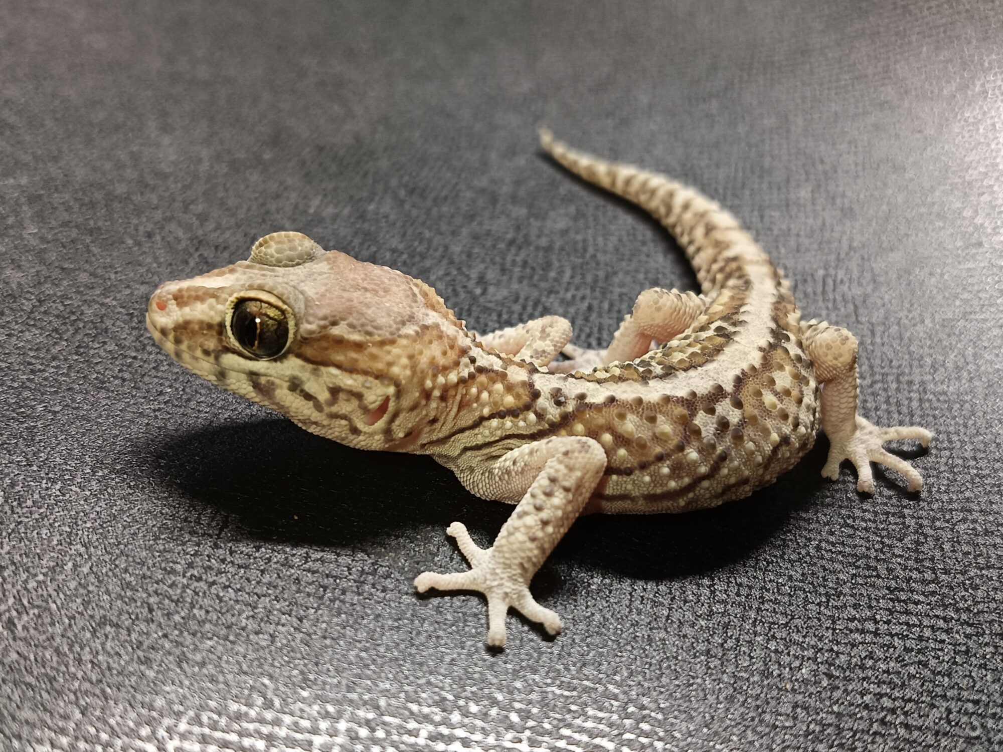 ソメワケササクレヤモリ　販売