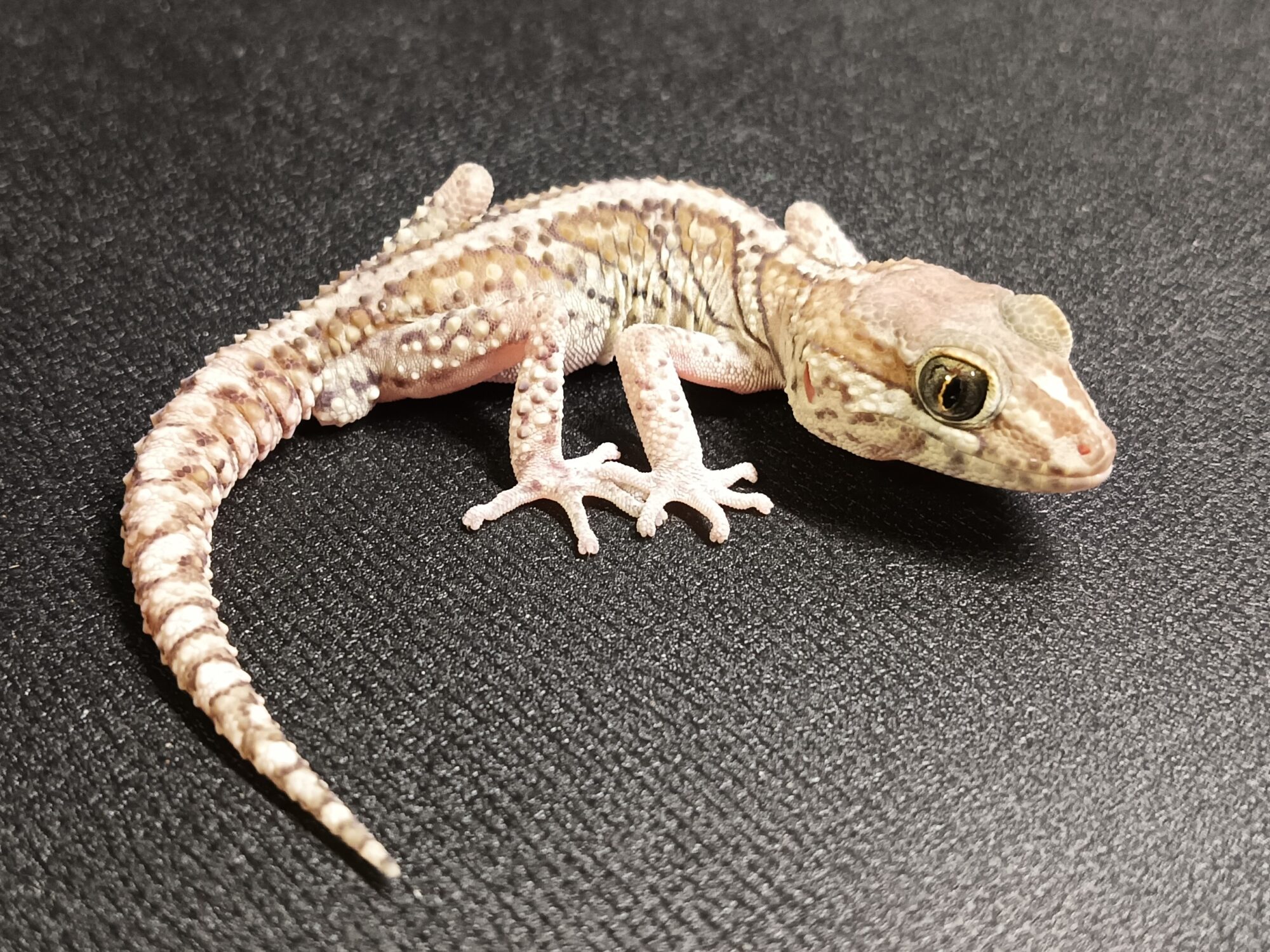 ソメワケササクレヤモリ　SSA1925