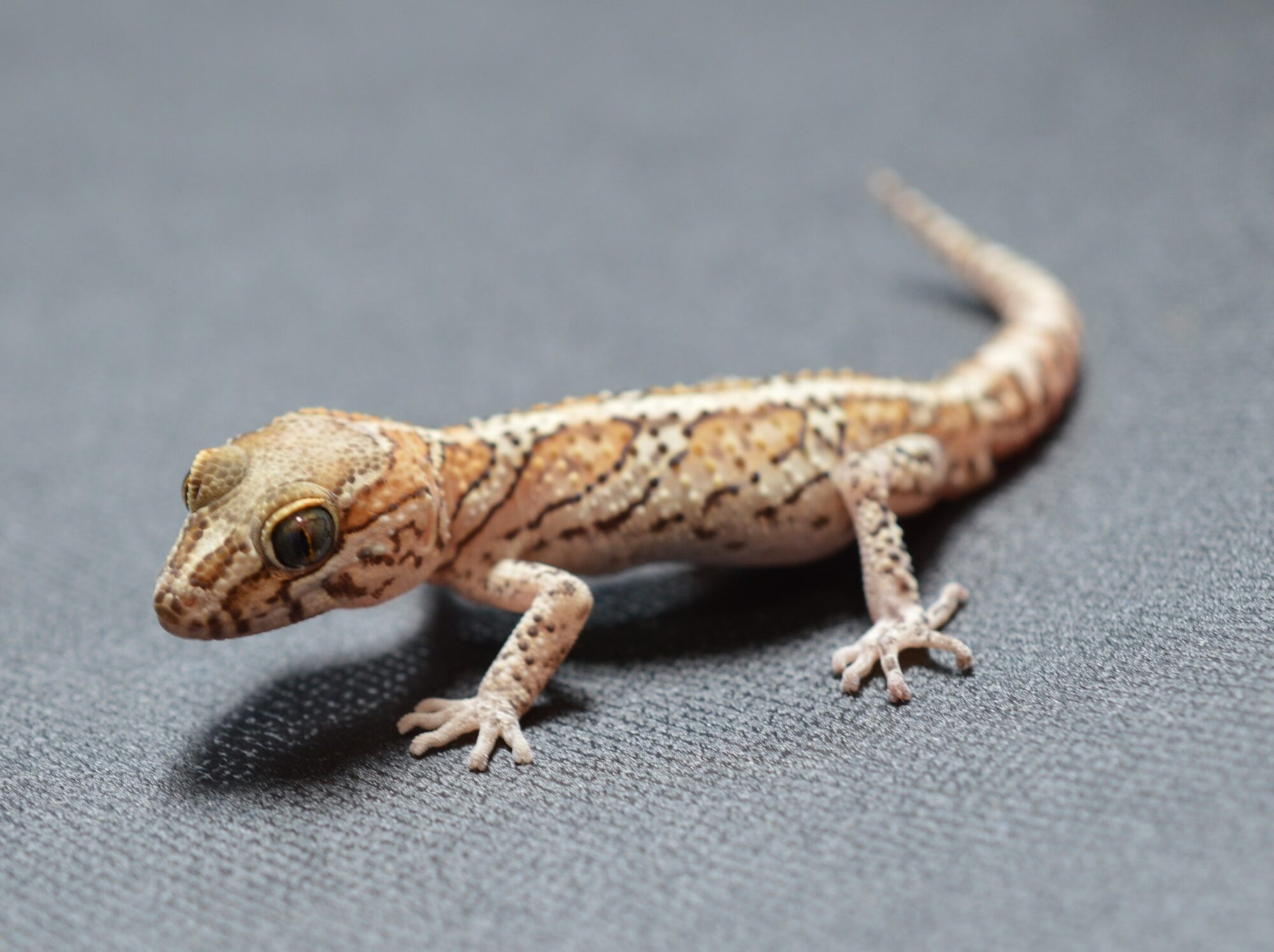 New Arrivals：Paroedura picta