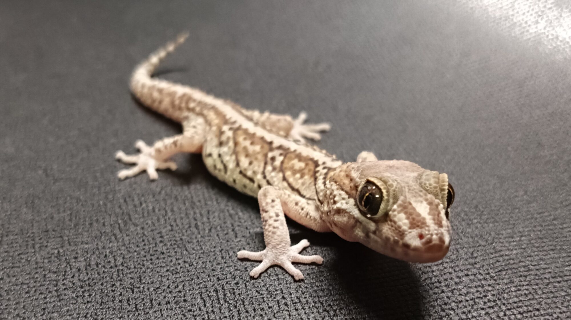 ソメワケササクレヤモリ　販売