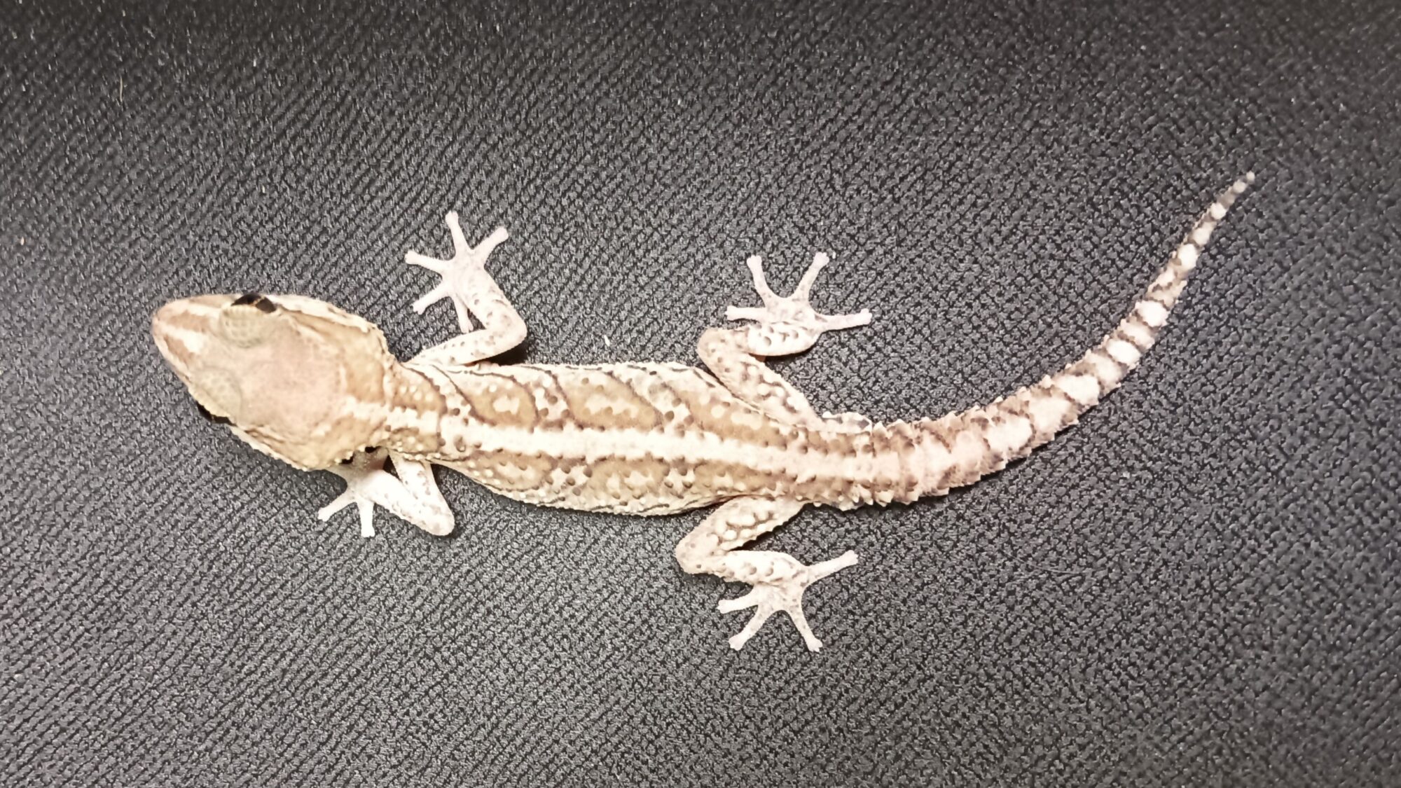 ソメワケササクレヤモリ　販売