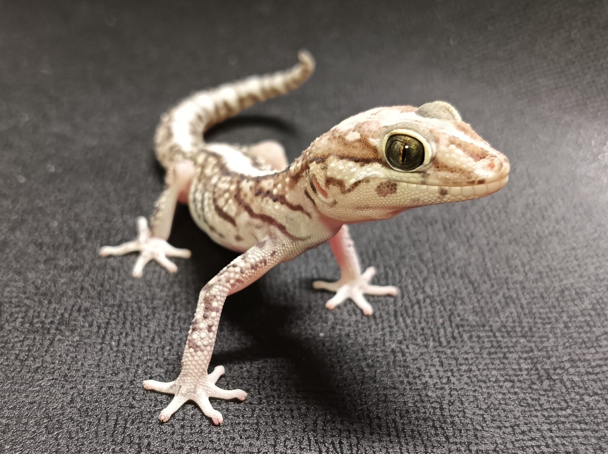 ソメワケササクレヤモリ　SSA2025