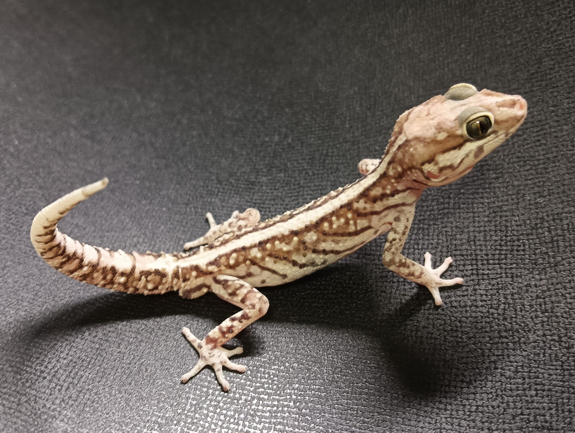 ソメワケササクレヤモリ 販売