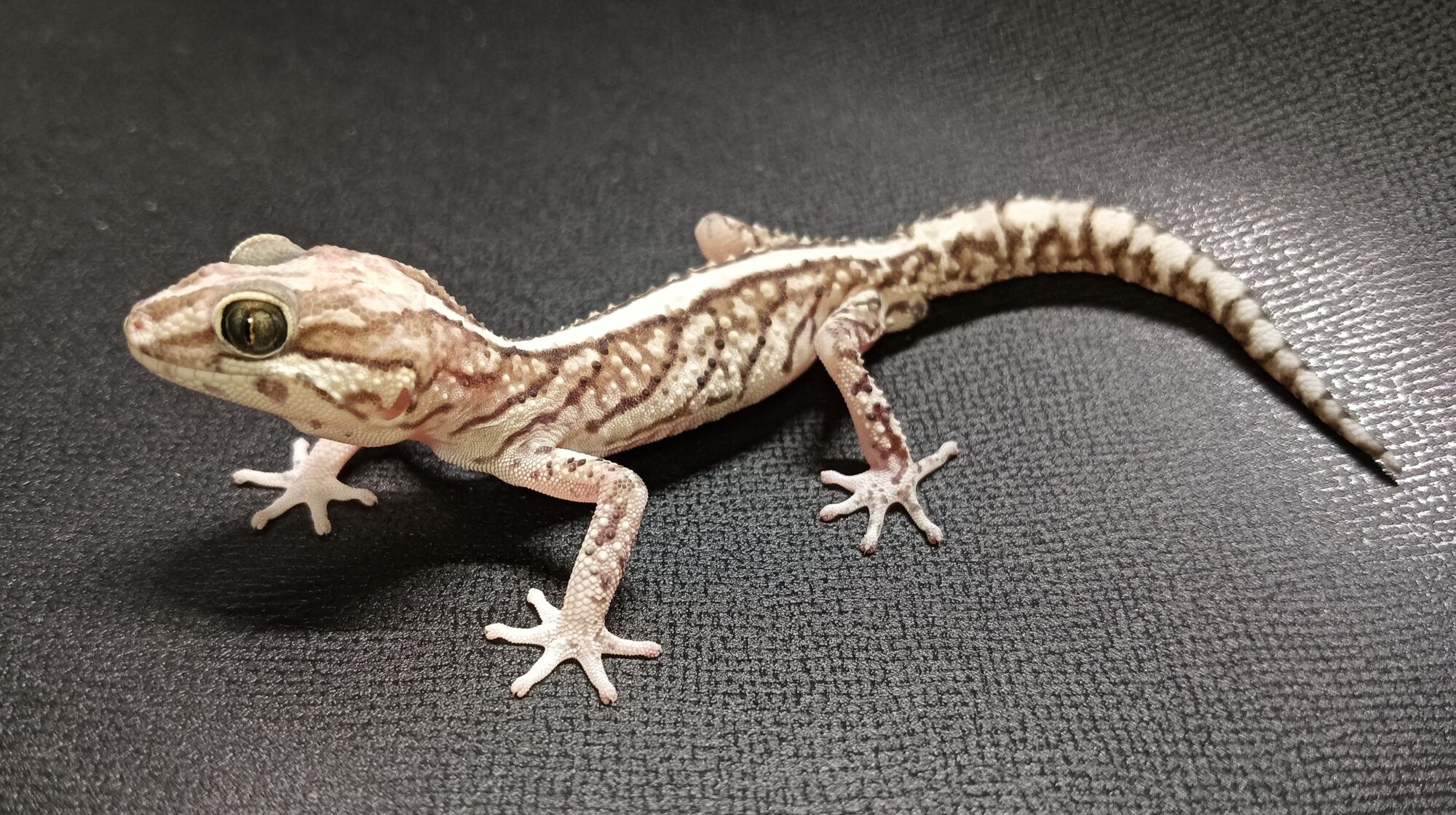 ソメワケササクレヤモリ 販売