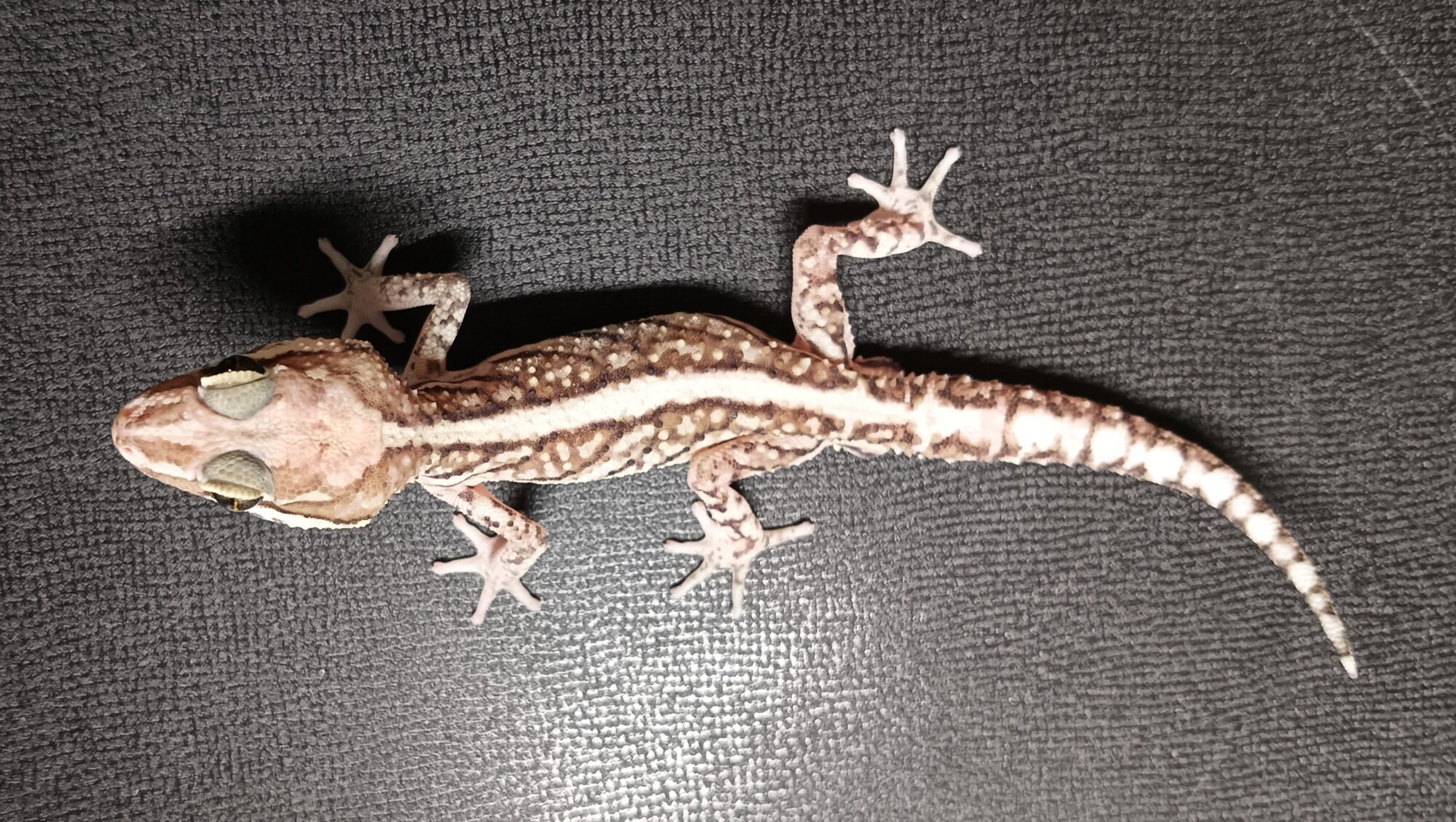 ソメワケササクレヤモリ 販売