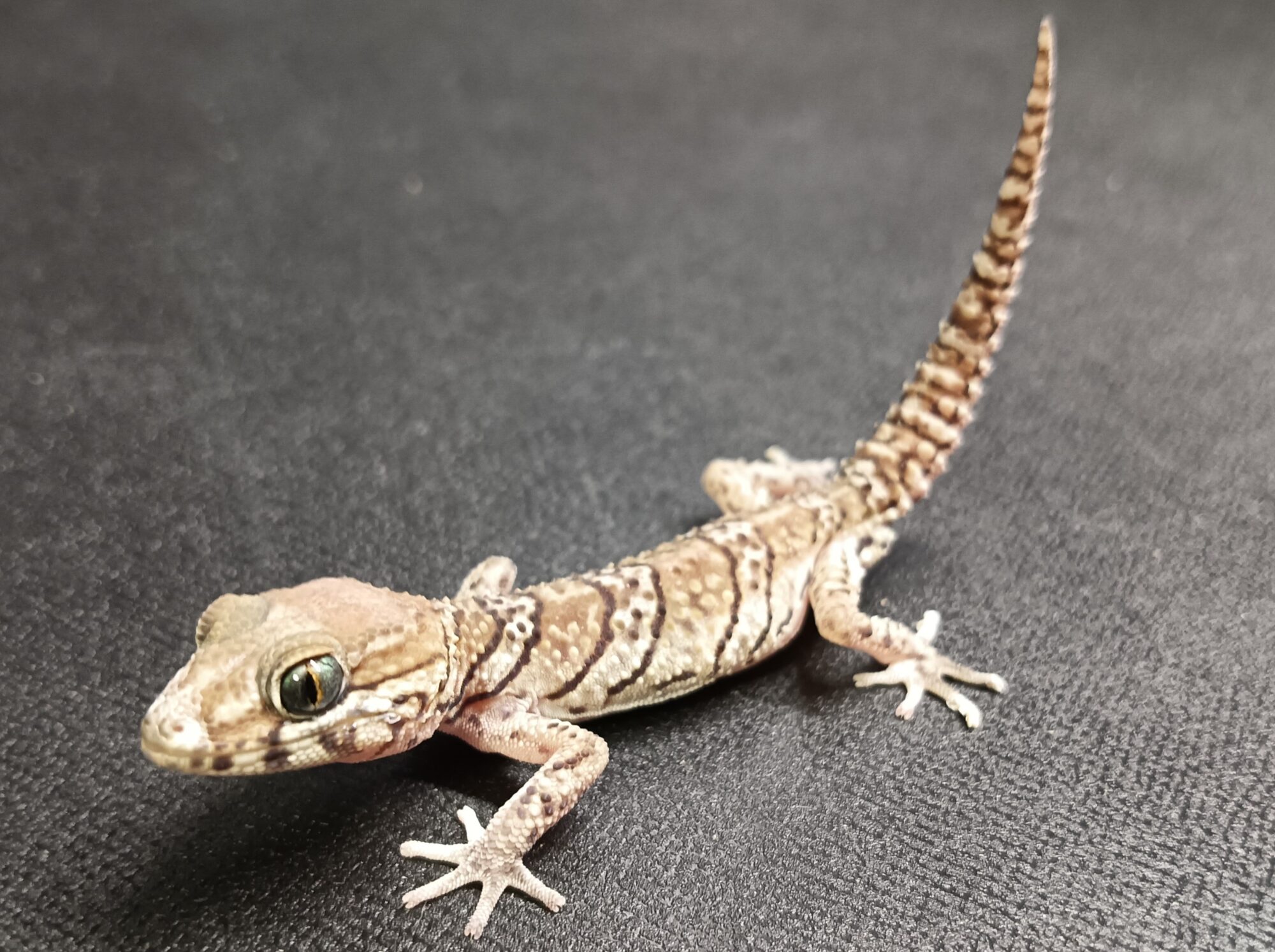 ソメワケササクレヤモリ　SSA2125