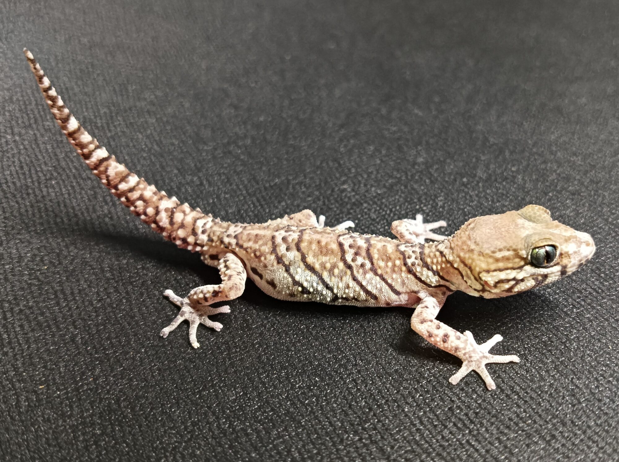 ソメワケササクレヤモリ 販売